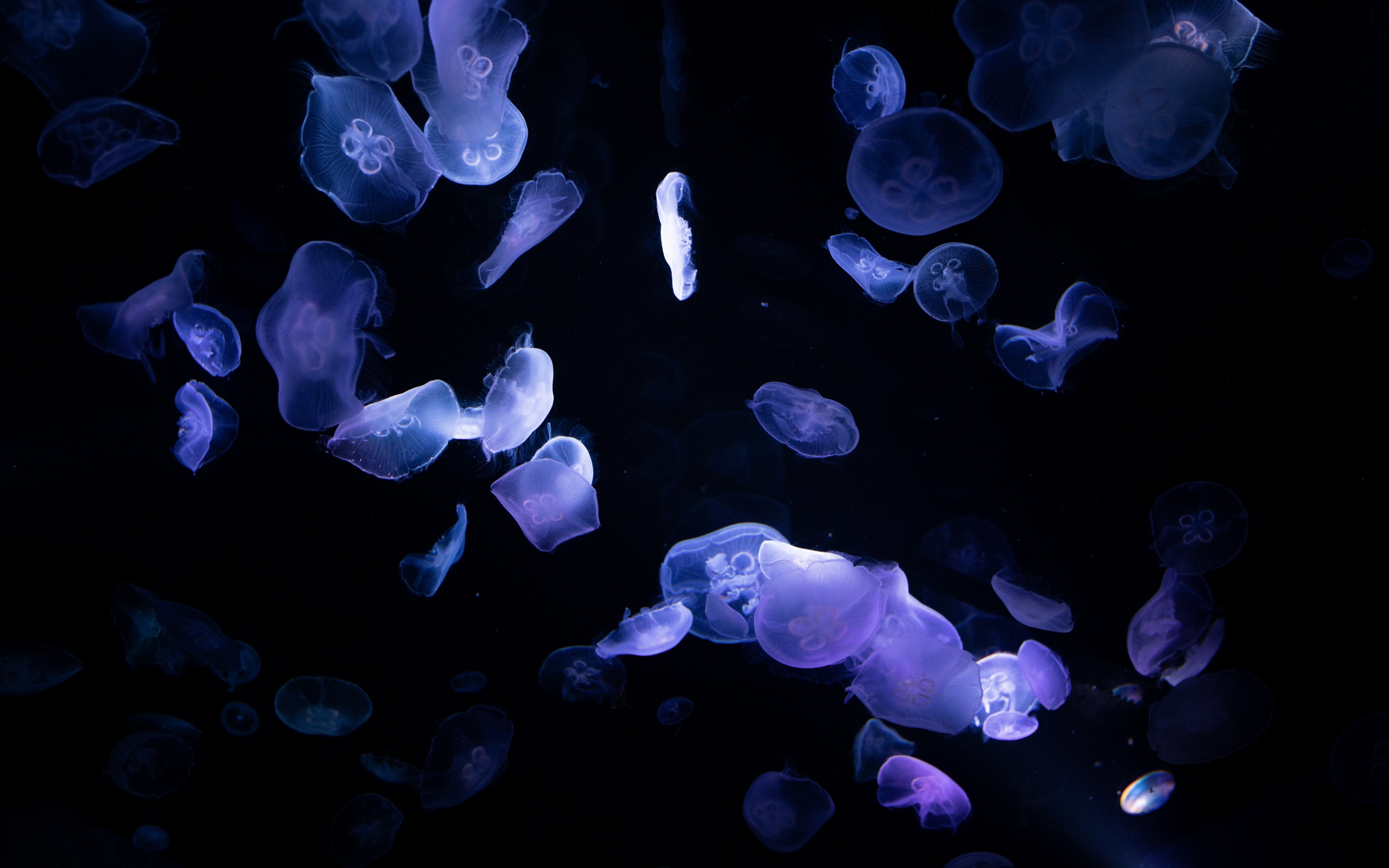 Jellyfishes Wallpaper 4K Blue Purple Black background 4930