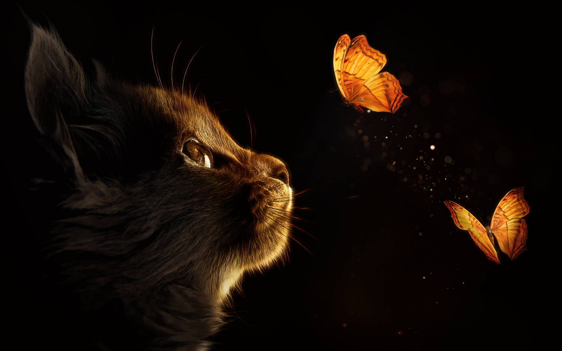Kitten 4K Wallpaper, Cat, Butterflies, Black background, Glowing