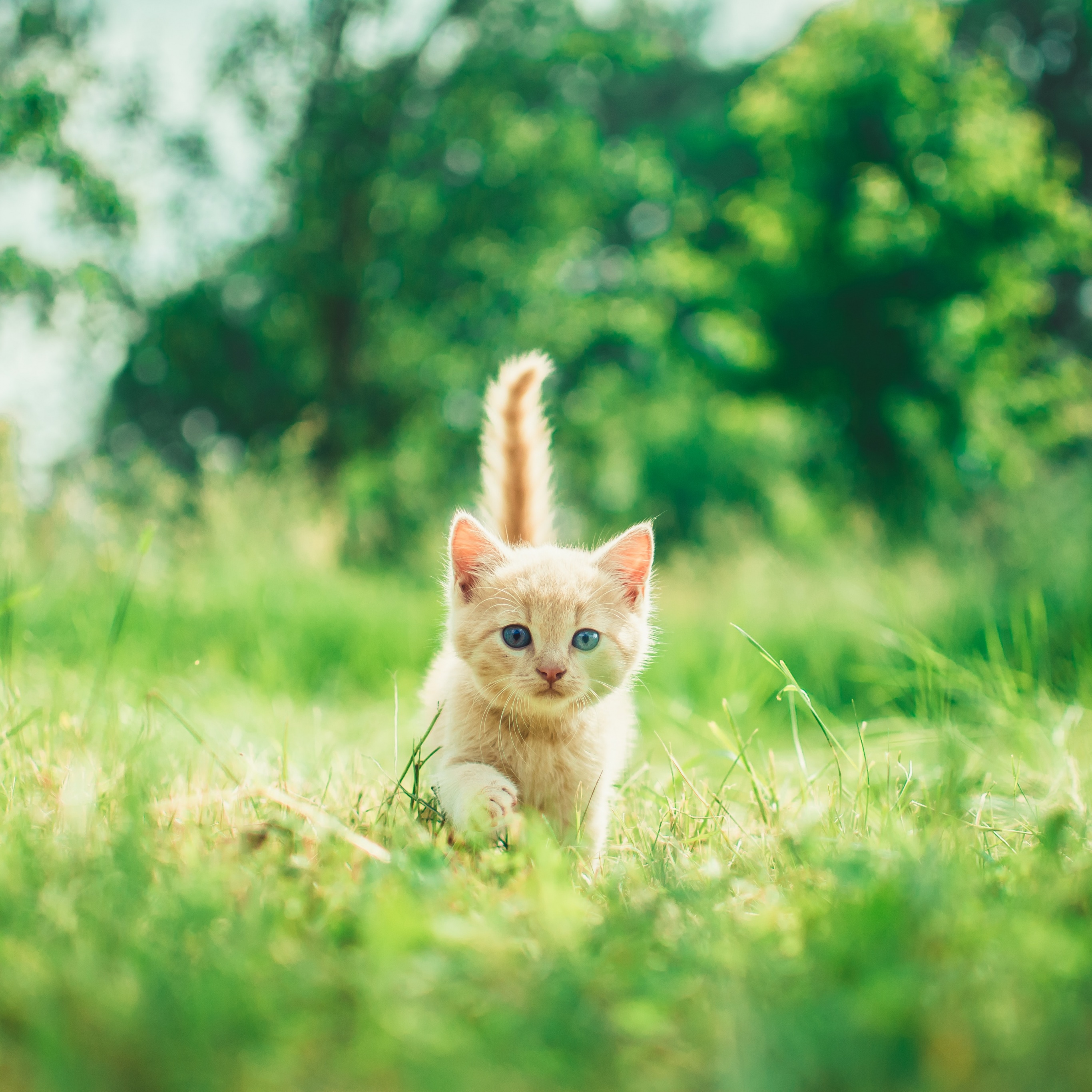 Chiêm ngưỡng bức ảnh động vật tuyệt đẹp với chú mèo con đang tung tăng chạy trên cỏ xanh mướt. Với độ phân giải 4K và mã số #4172, hình nền mèo con đáng yêu này đôi chút hoang dã sẽ khiến cho màn hình của bạn thêm phần sống động.