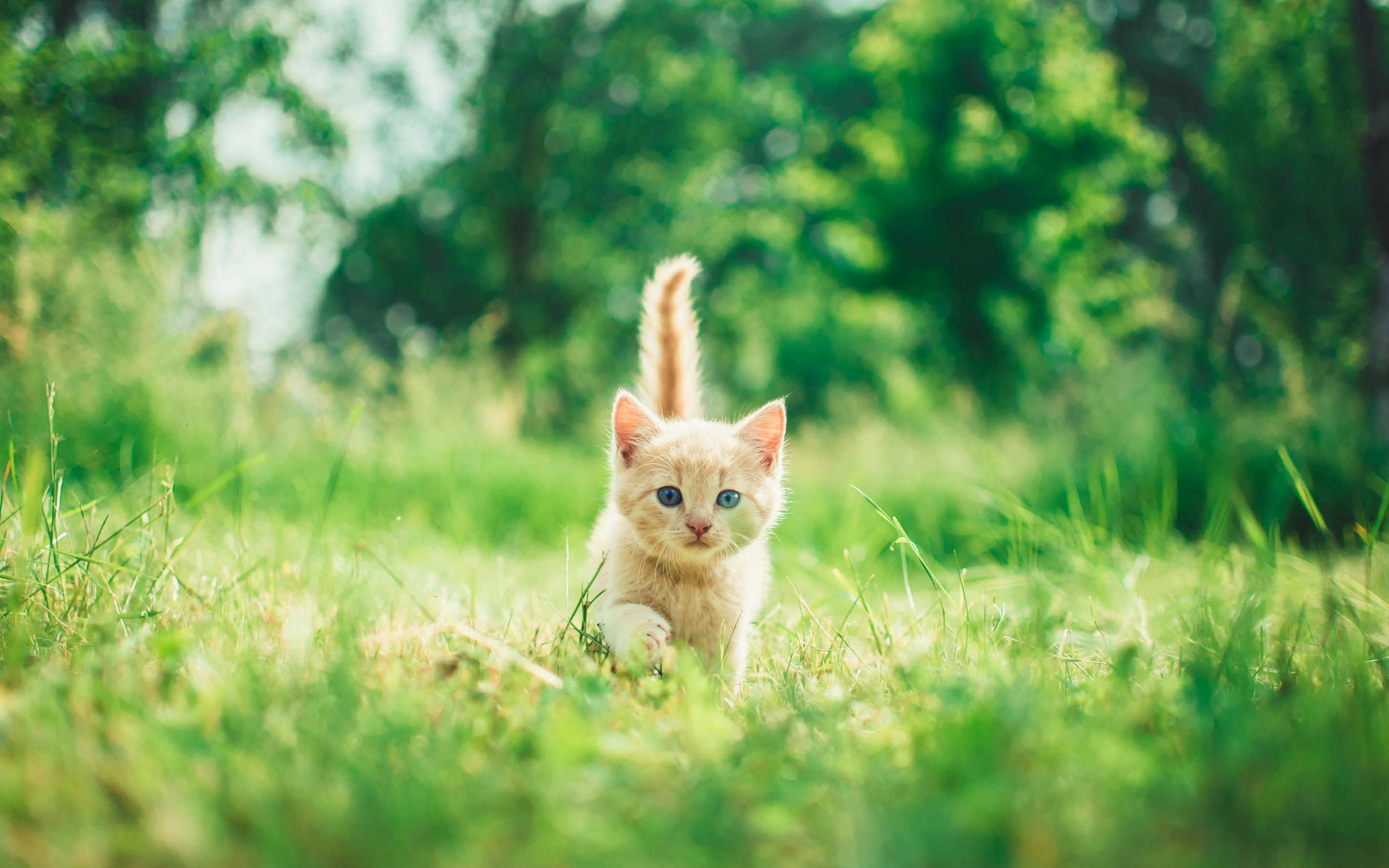 Yêu mèo? Hãy cập nhật bộ ảnh nền siêu dễ thương với chú mèo nhỏ xinh đẹp. Hình ảnh mềm mại, tinh tế và đáng yêu này sẽ đem lại một cảm giác ấm áp cho không gian làm việc của bạn.