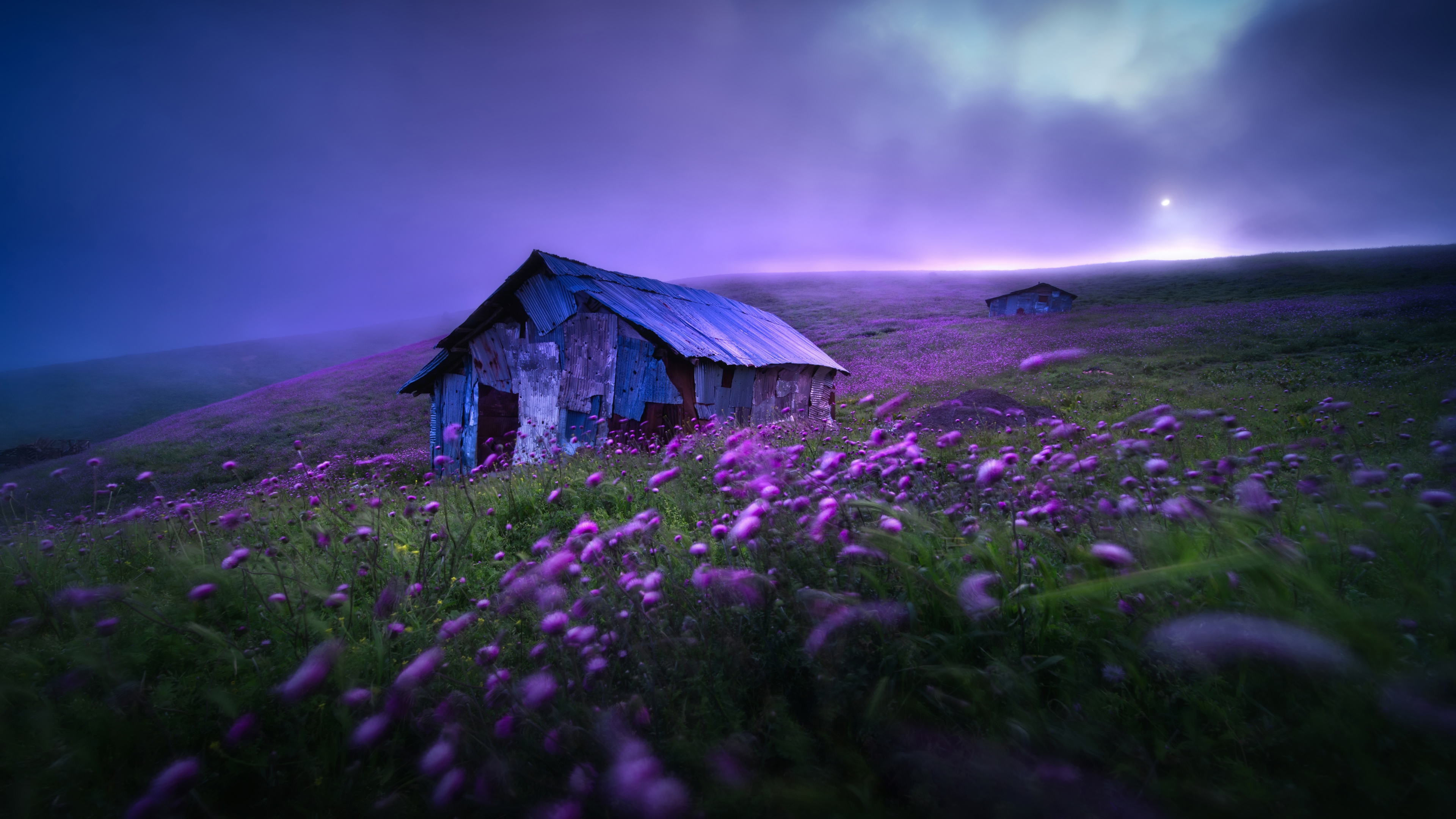 Landscape Wallpaper 4K, Spring, Violet flowers, Scenic, Morning, Fog