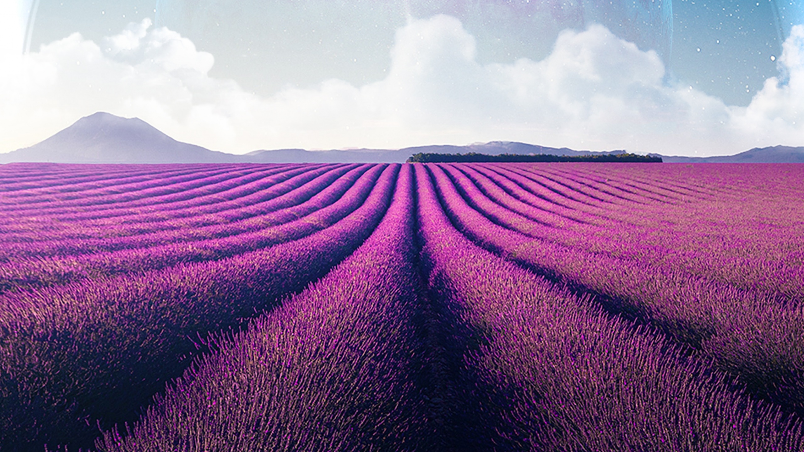 Free Download Lavender Fields Wallpaper Forwallpaperc - vrogue.co