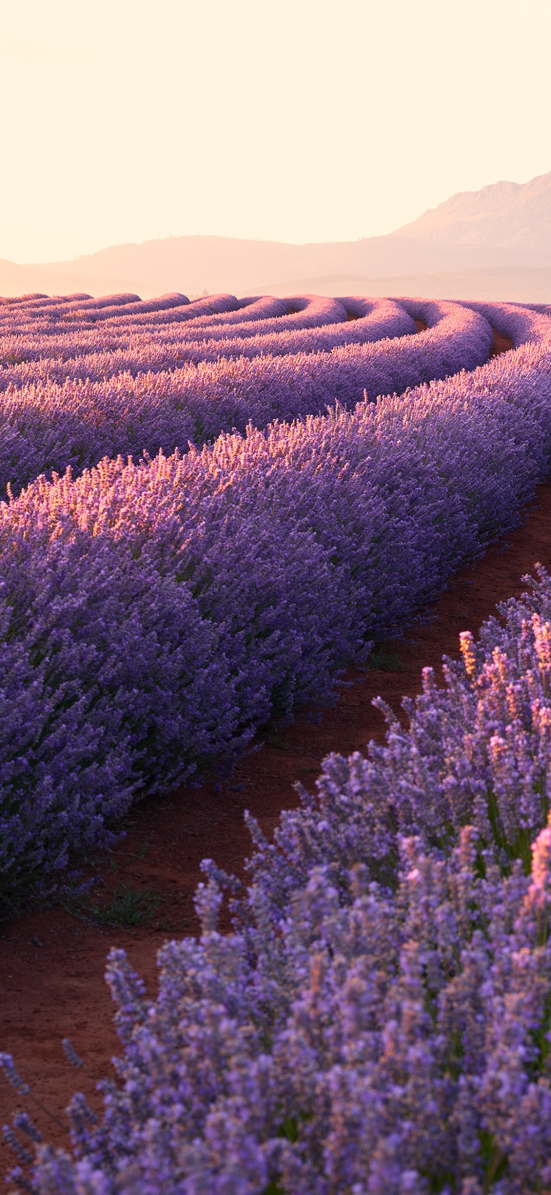IPhone Lavender Aesthetic Wallpaper 50 Cure Free Designs