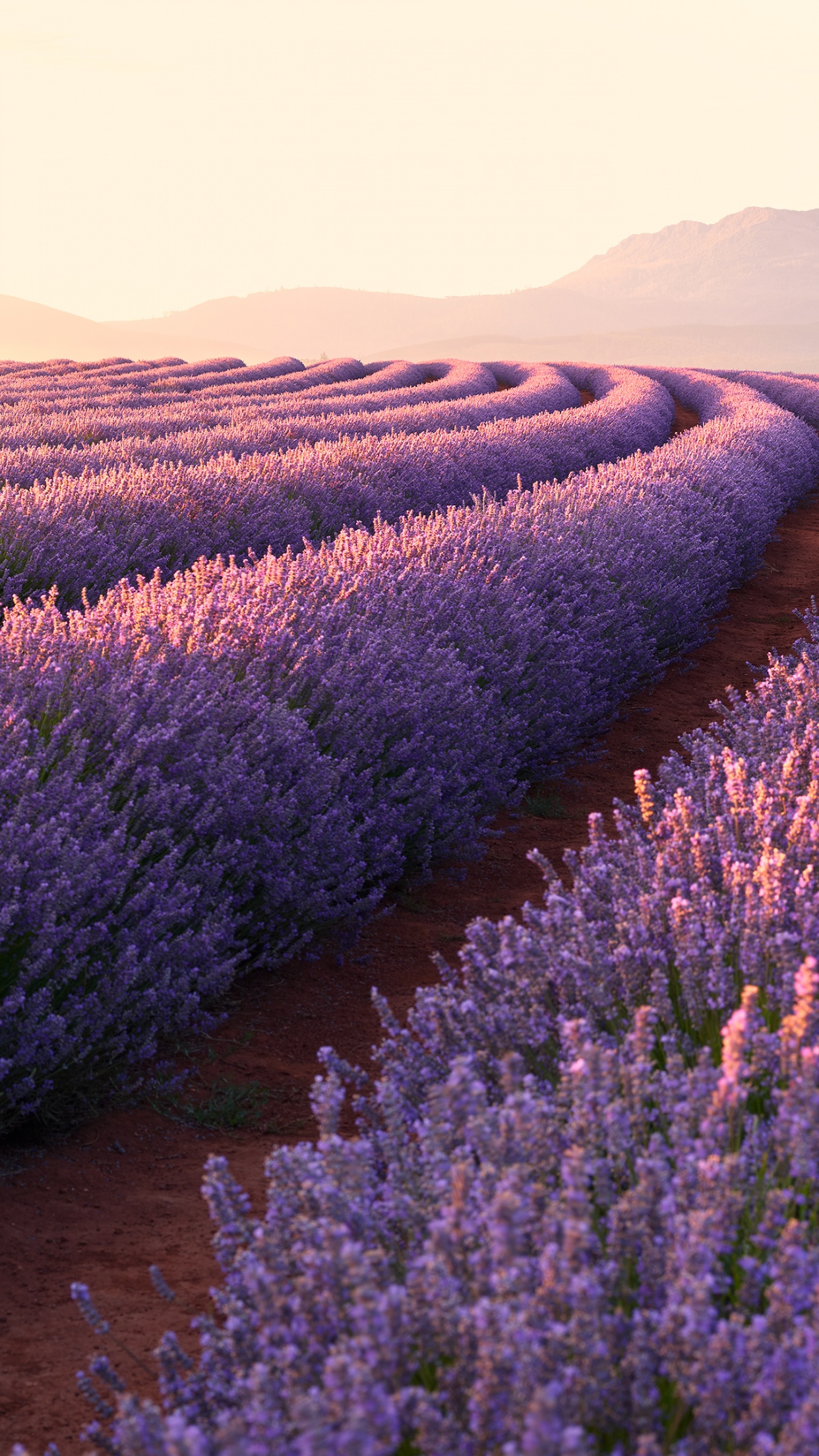 Tận hưởng sự yên bình và thanh tịnh nhẹ nhàng của những bông Lavender. Với màu sắc tươi trẻ và hương thơm dịu nhẹ, chúng đem lại sự tươi mới và sự độc đáo cho mỗi không gian. Hãy xem bức ảnh này để tận hưởng vẻ đẹp tuyệt vời của chúng.