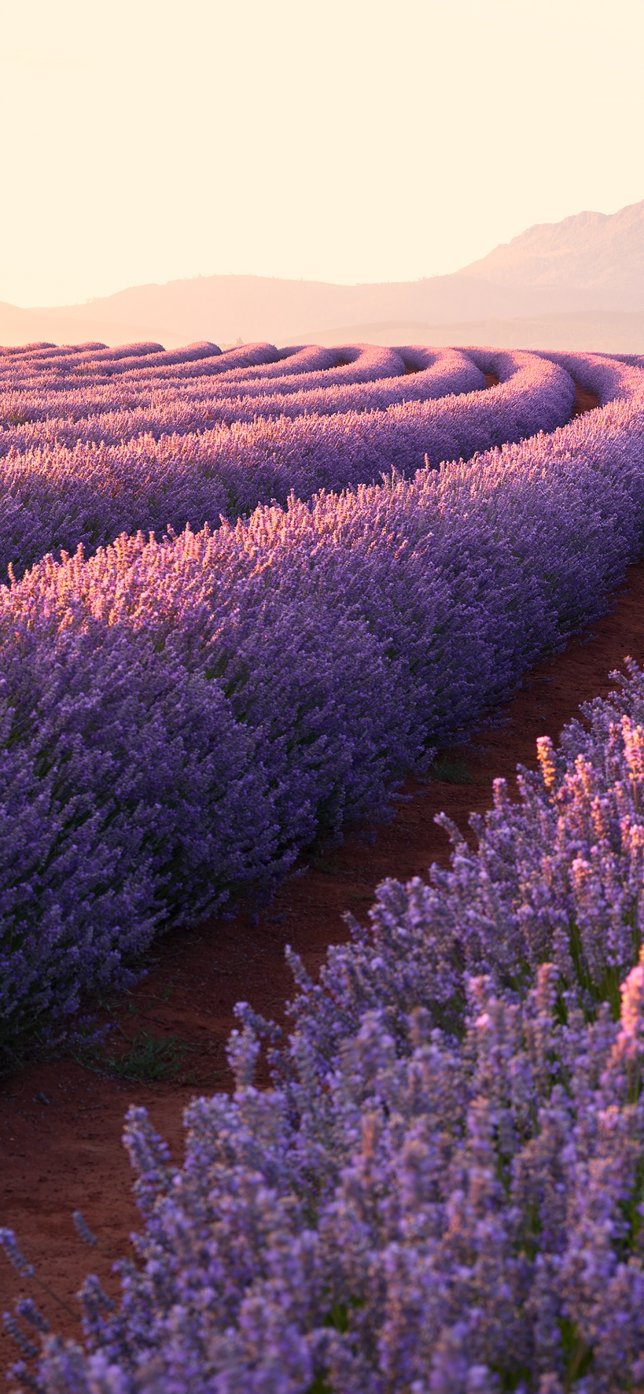 Lavender fields Wallpaper 4K, Lavender flowers, Nature, #3670