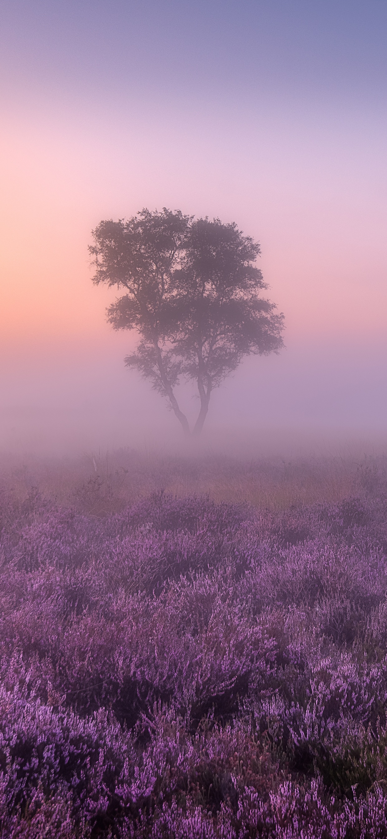 Lavender fields Wallpaper 4K, Purple, Foggy, Nature, #3917