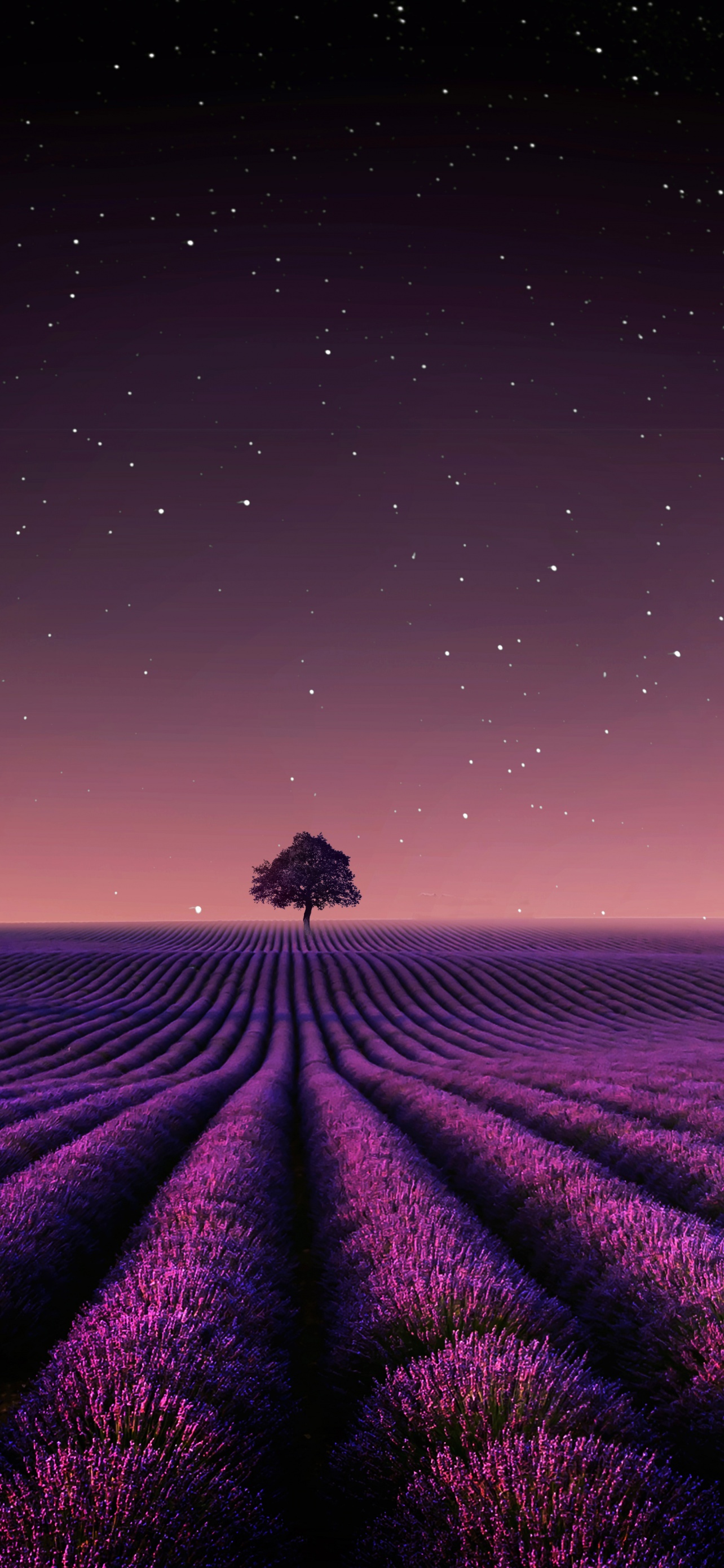 Lavender fields Wallpaper 4K, Solitude Tree, Nature, #6334
