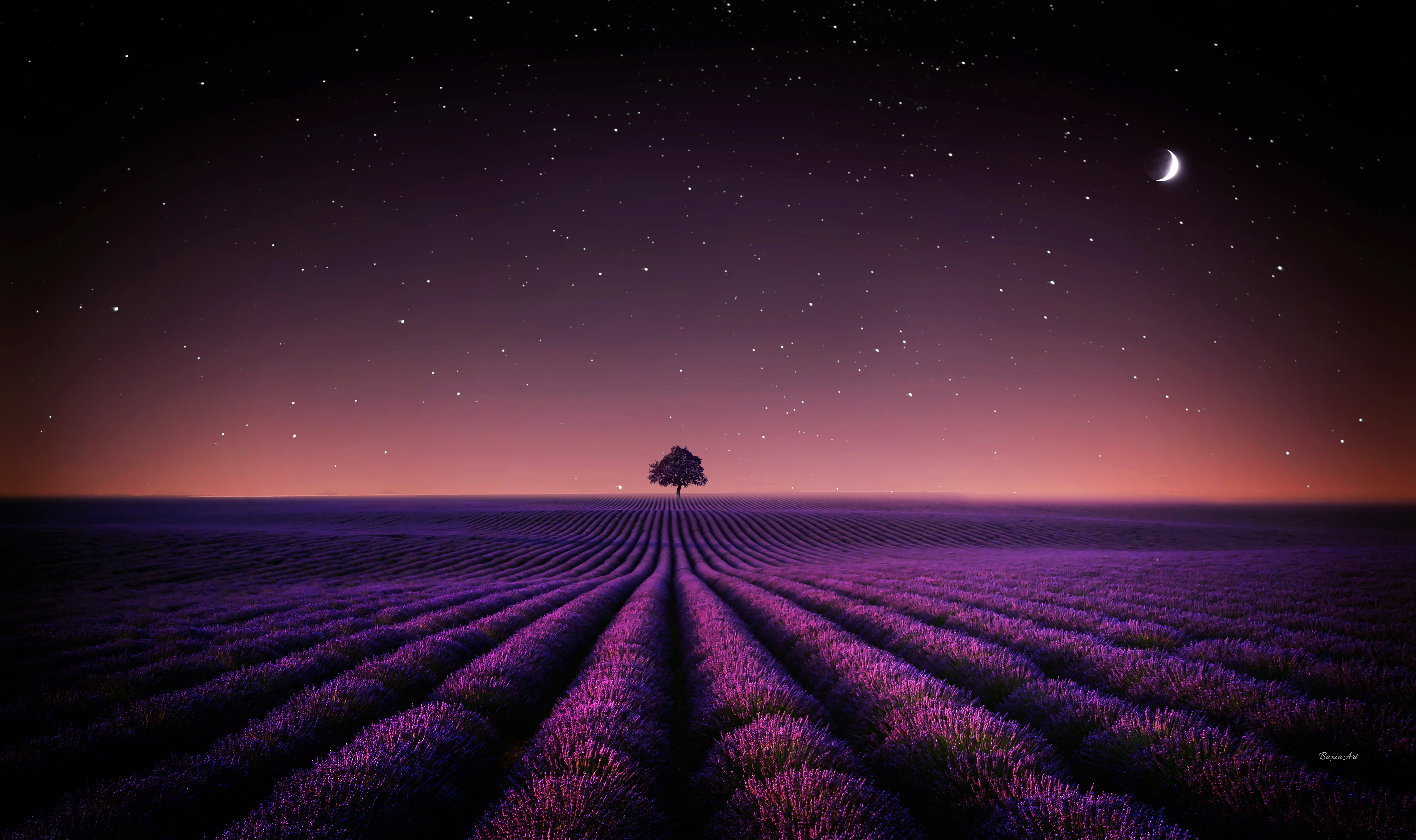 Lavender fields Wallpaper 4K, Solitude Tree, #6334