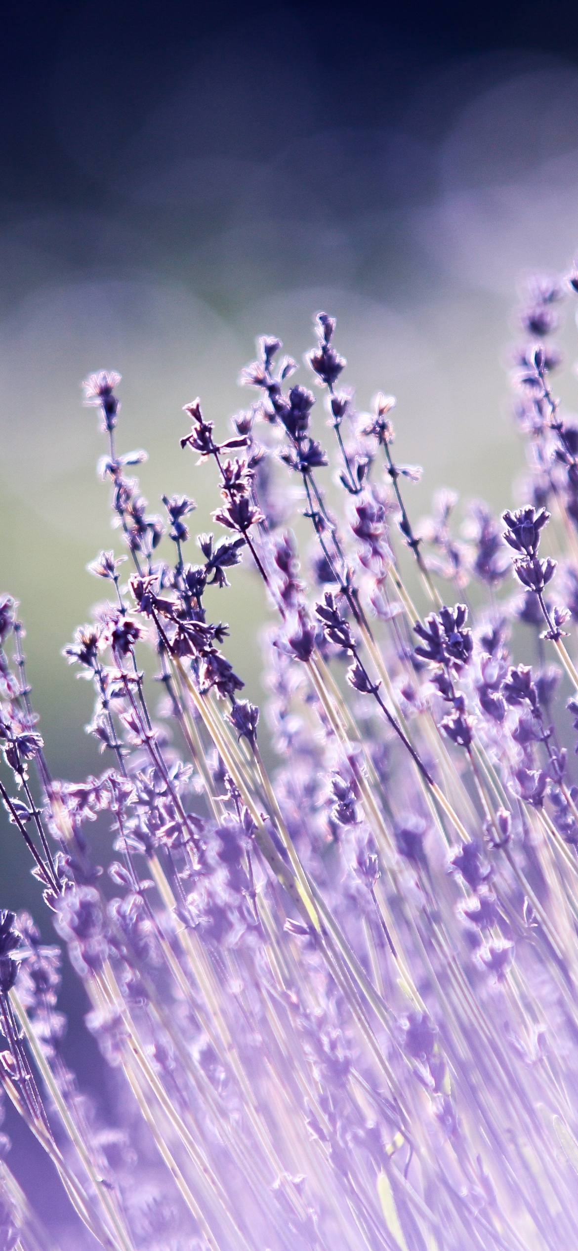 Lavender flowers Wallpaper 4K, Bokeh, Blur, Garden, Purple, Aesthetic