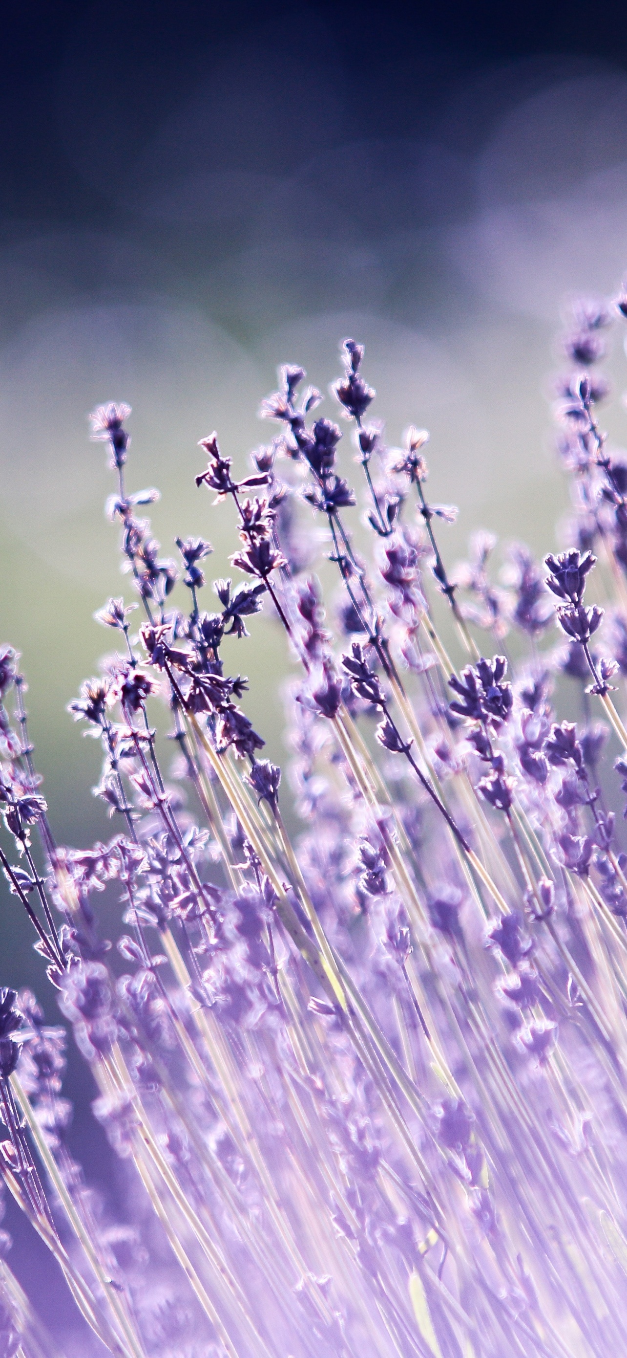 Chinh phục đôi mắt với hình nền Hoa Lavender 4K siêu nét, giúp bạn thư giãn trong không gian làm việc hoặc học tập. 