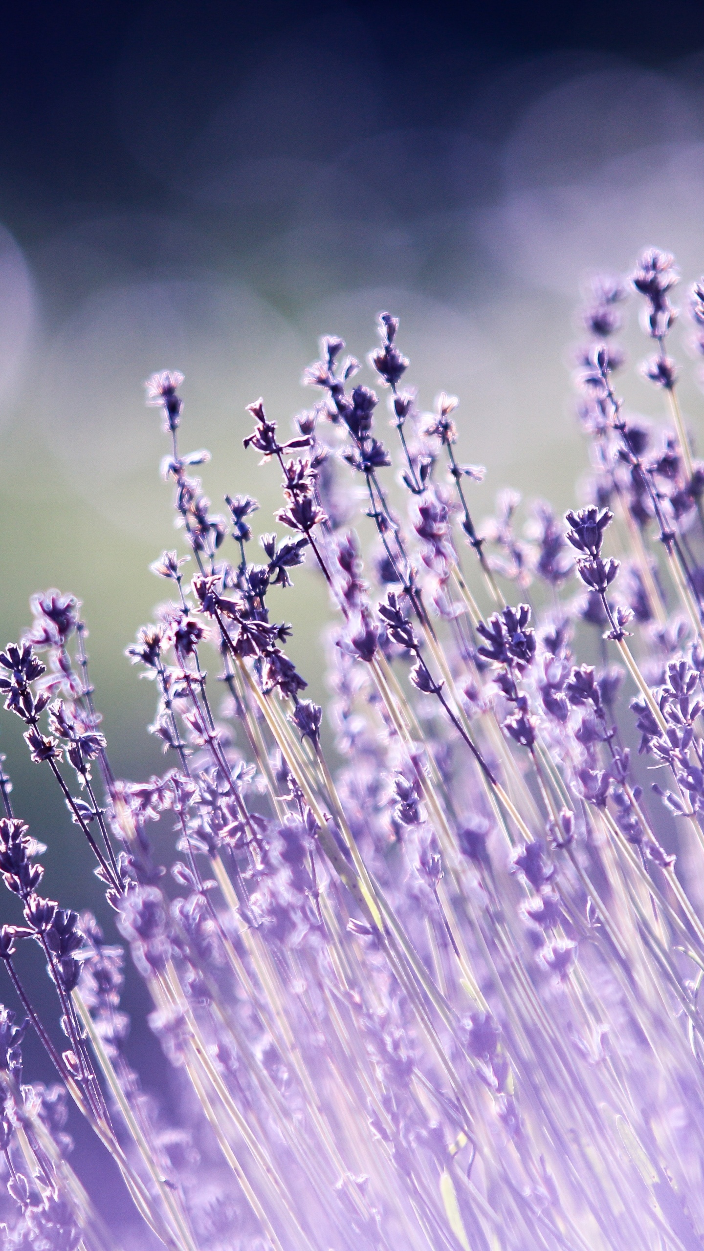 Download Light Purple Aesthetic Lavender Flower Wallpaper  Wallpaperscom