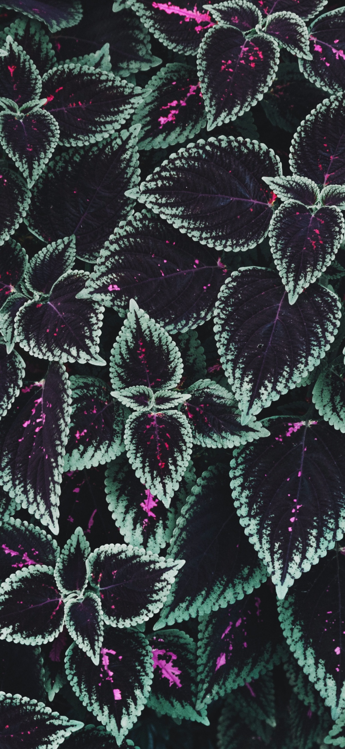 Leaf Background Wallpaper 4K, Texture, Plants, Garden, 5K