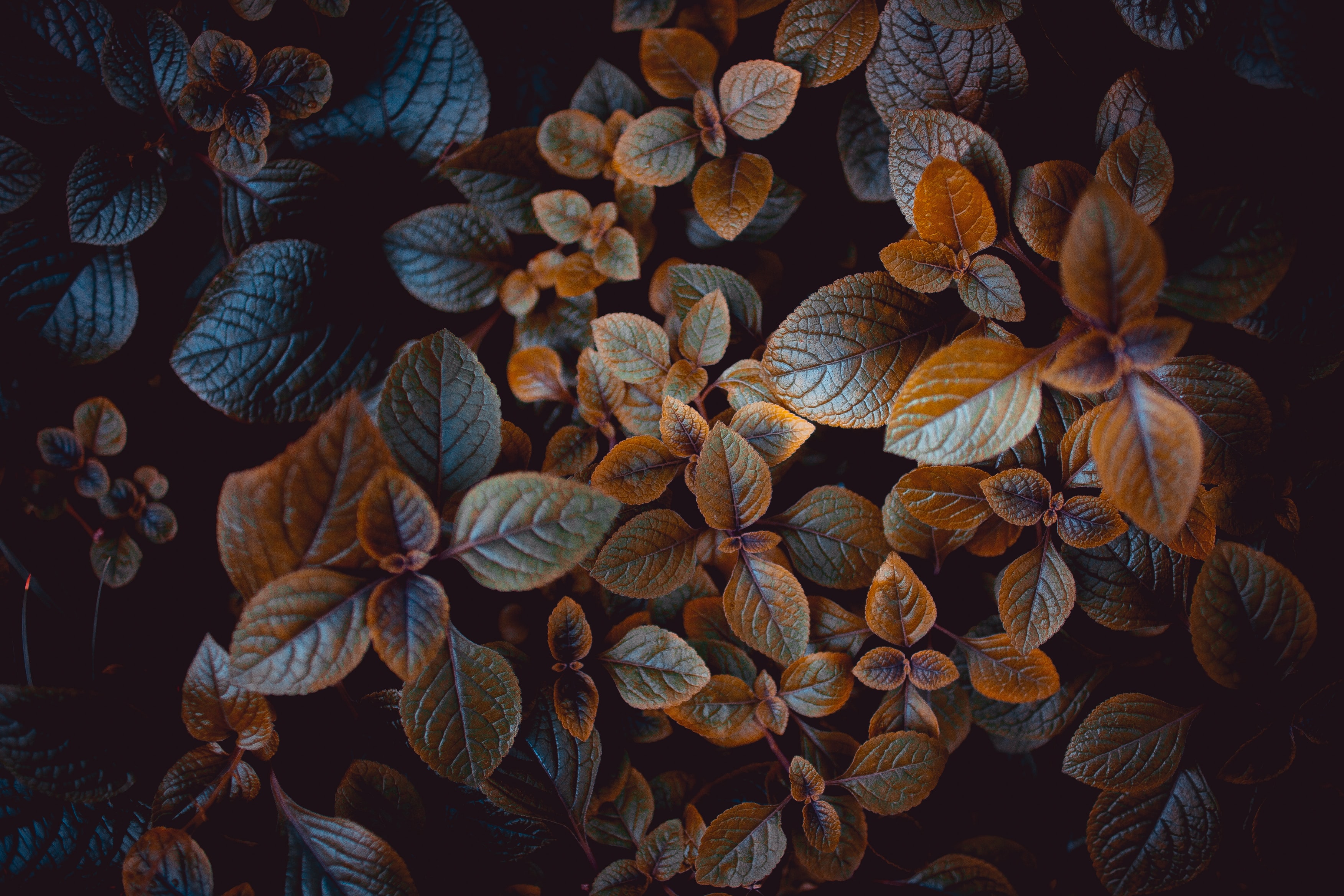 Leaves Wallpaper 4K, Brown, Plant, Nature, #700