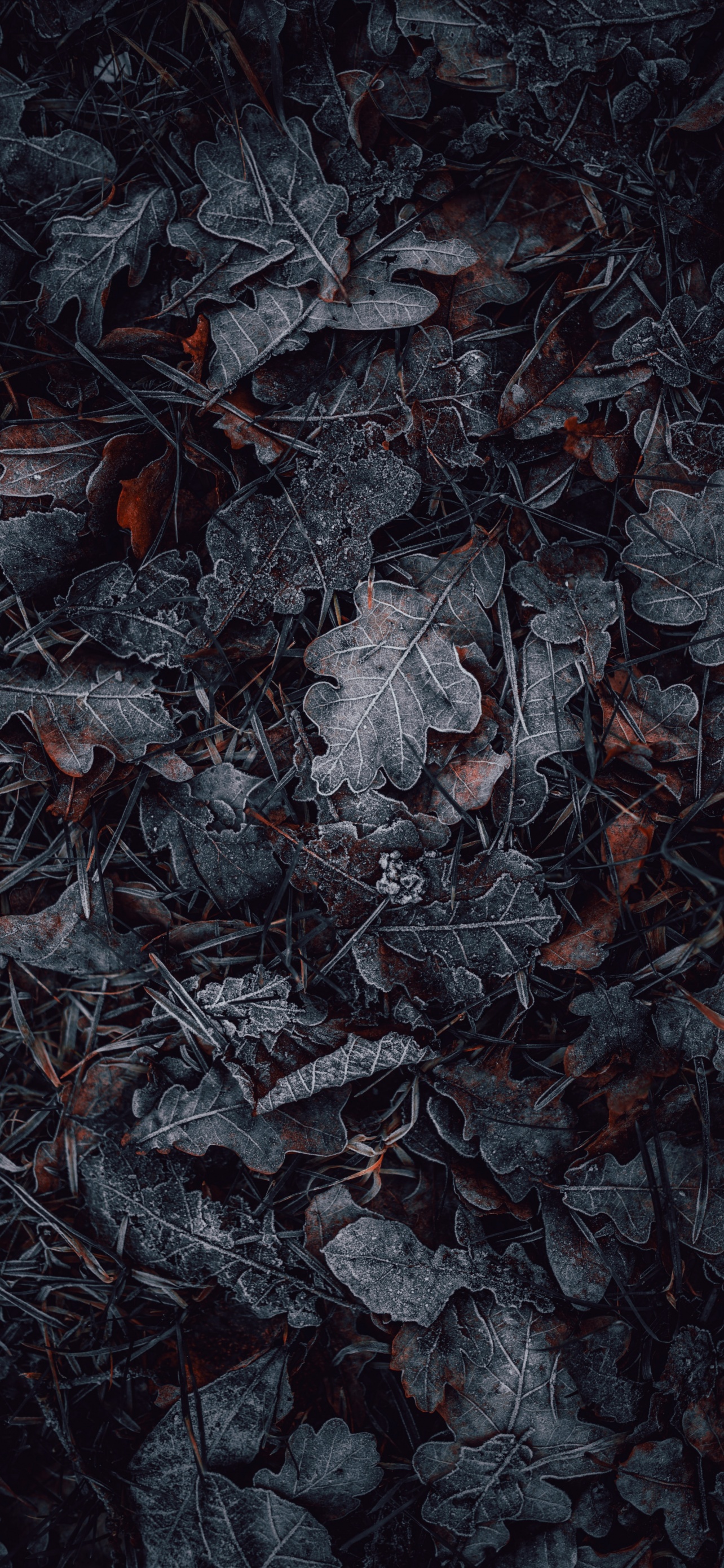 Leaves 4K Wallpaper, Frozen, Dark, Winter, Night, Photography, #474