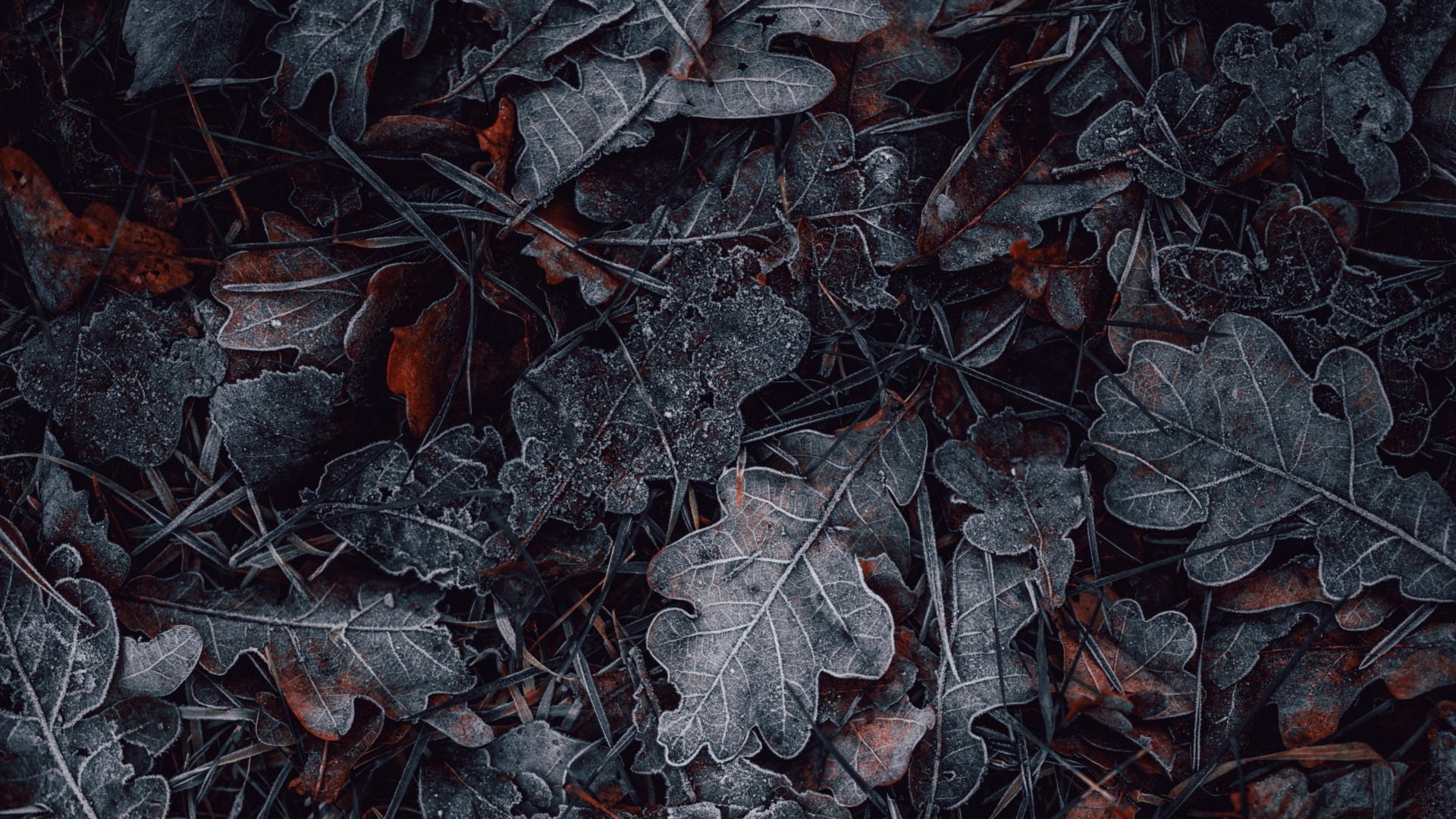 Leaves Wallpaper 4K, Frozen, Dark, Winter, Night, Cold
