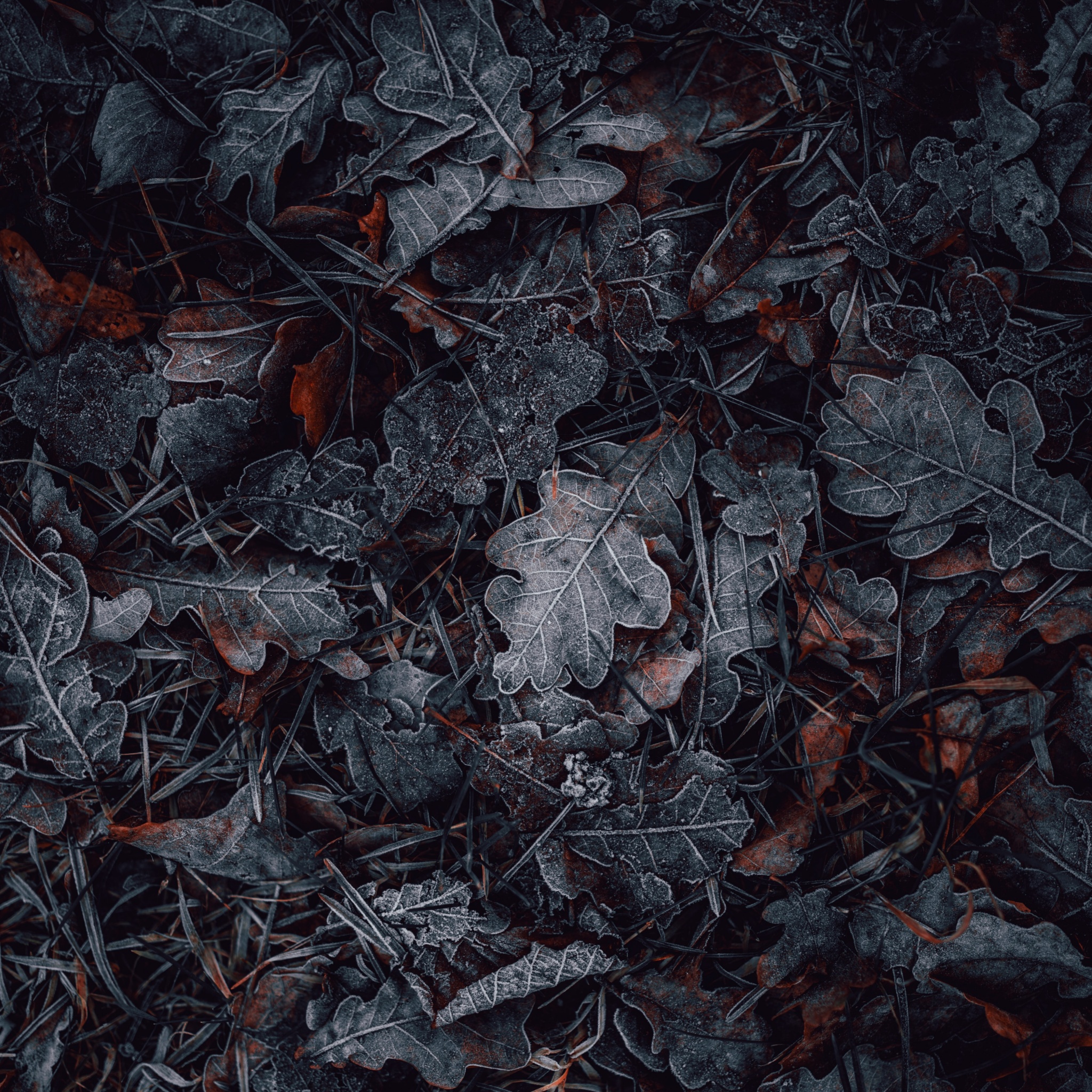 Leaves Wallpaper 4K, Frozen, Dark, Winter, Night, Cold