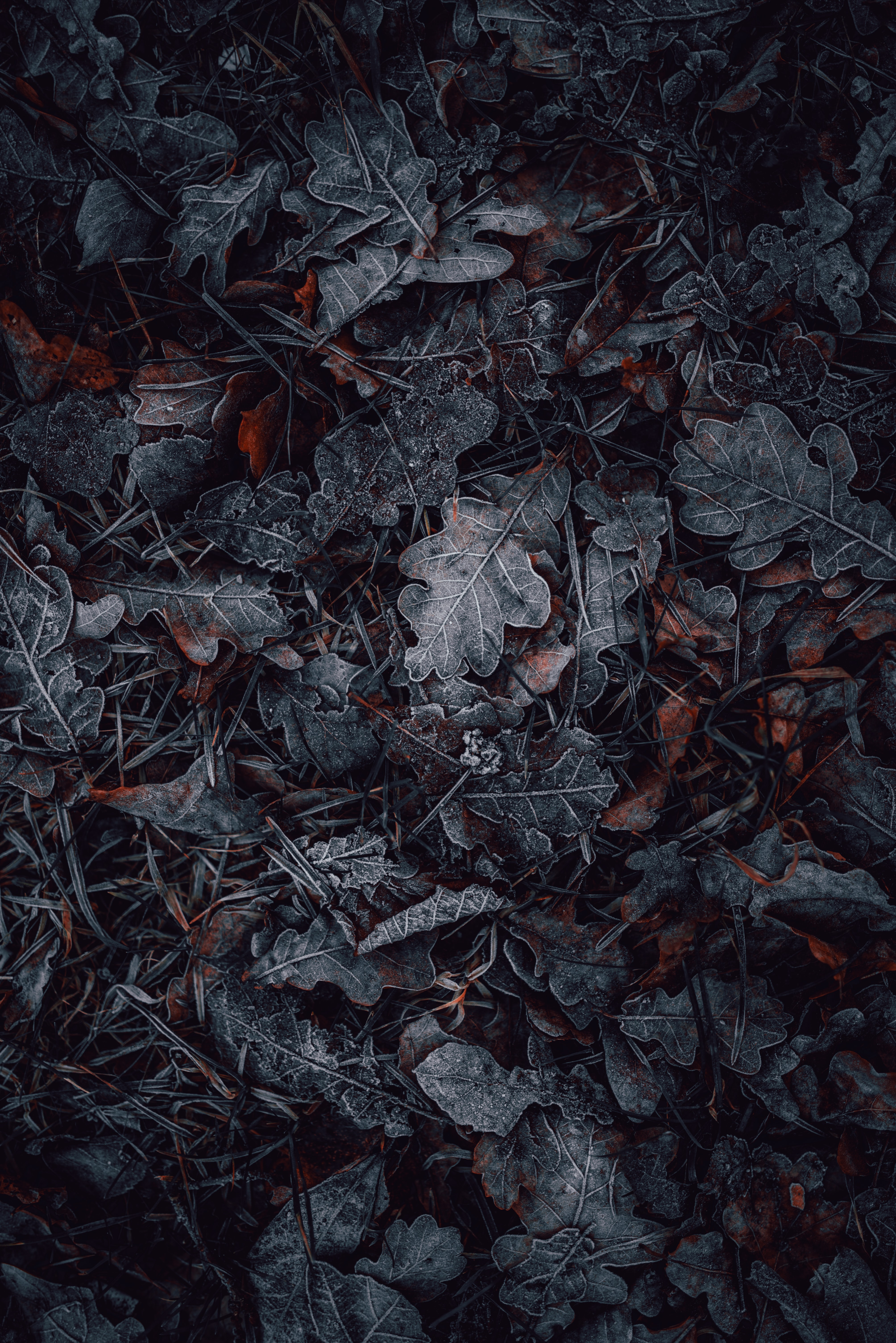 Leaves Wallpaper 4K, Frozen, Dark, Winter, Photography, #474