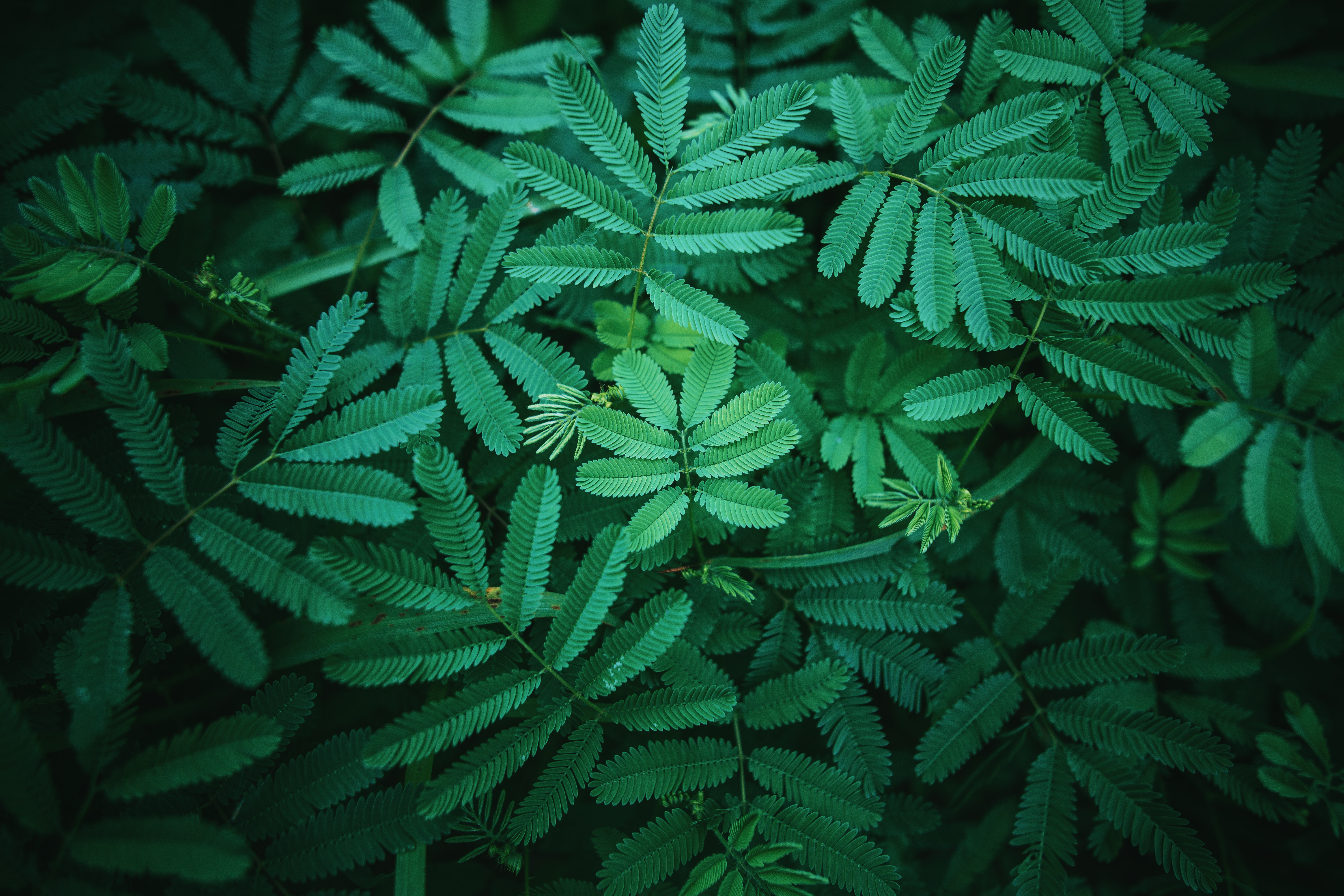 Leaves Wallpaper 4K, Green, Spring, 5K, Nature, #1225