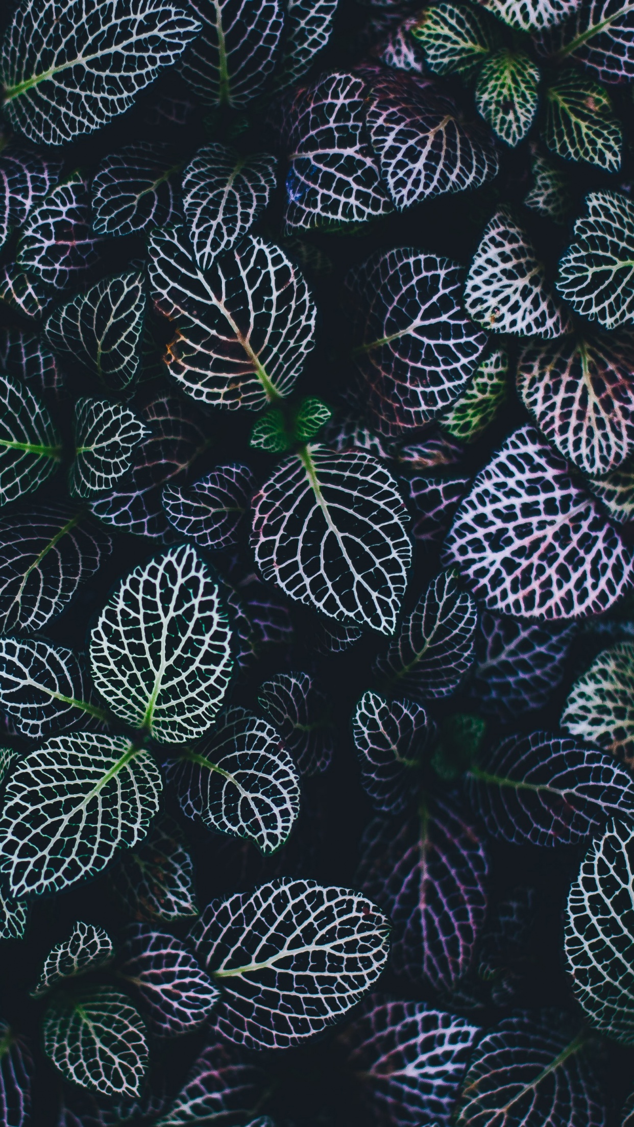100 Plant Iphone Wallpapers  Wallpaperscom
