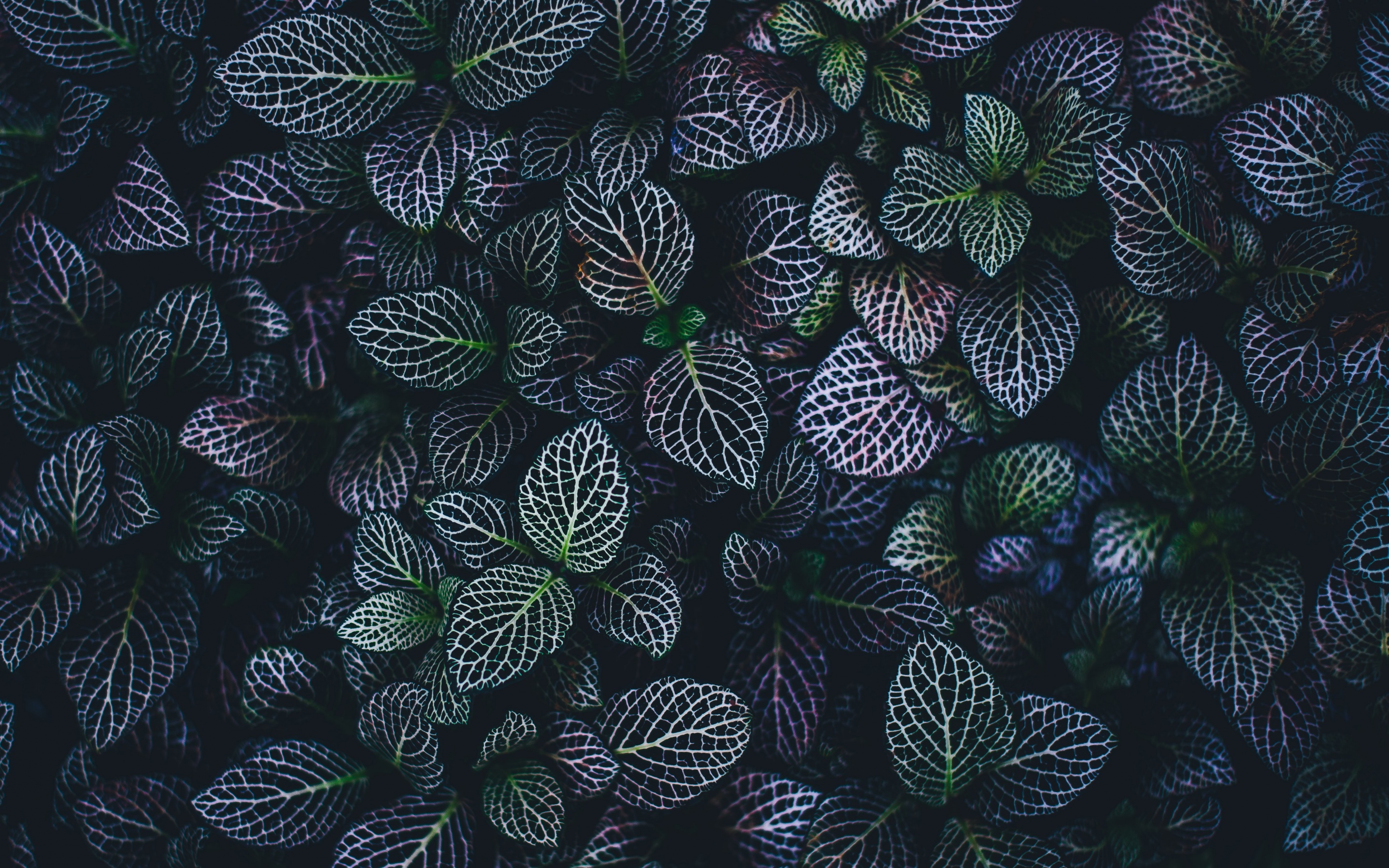 Green Fern Leaves Plant Darkness Dark Background 4K HD Dark Background  Wallpapers  HD Wallpapers  ID 114082