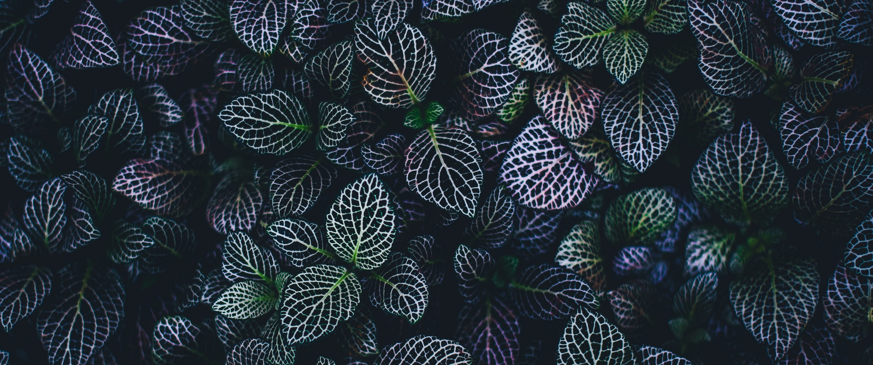 Leaves Wallpaper 4K, Plant, Botanical garden, Nature, #1421