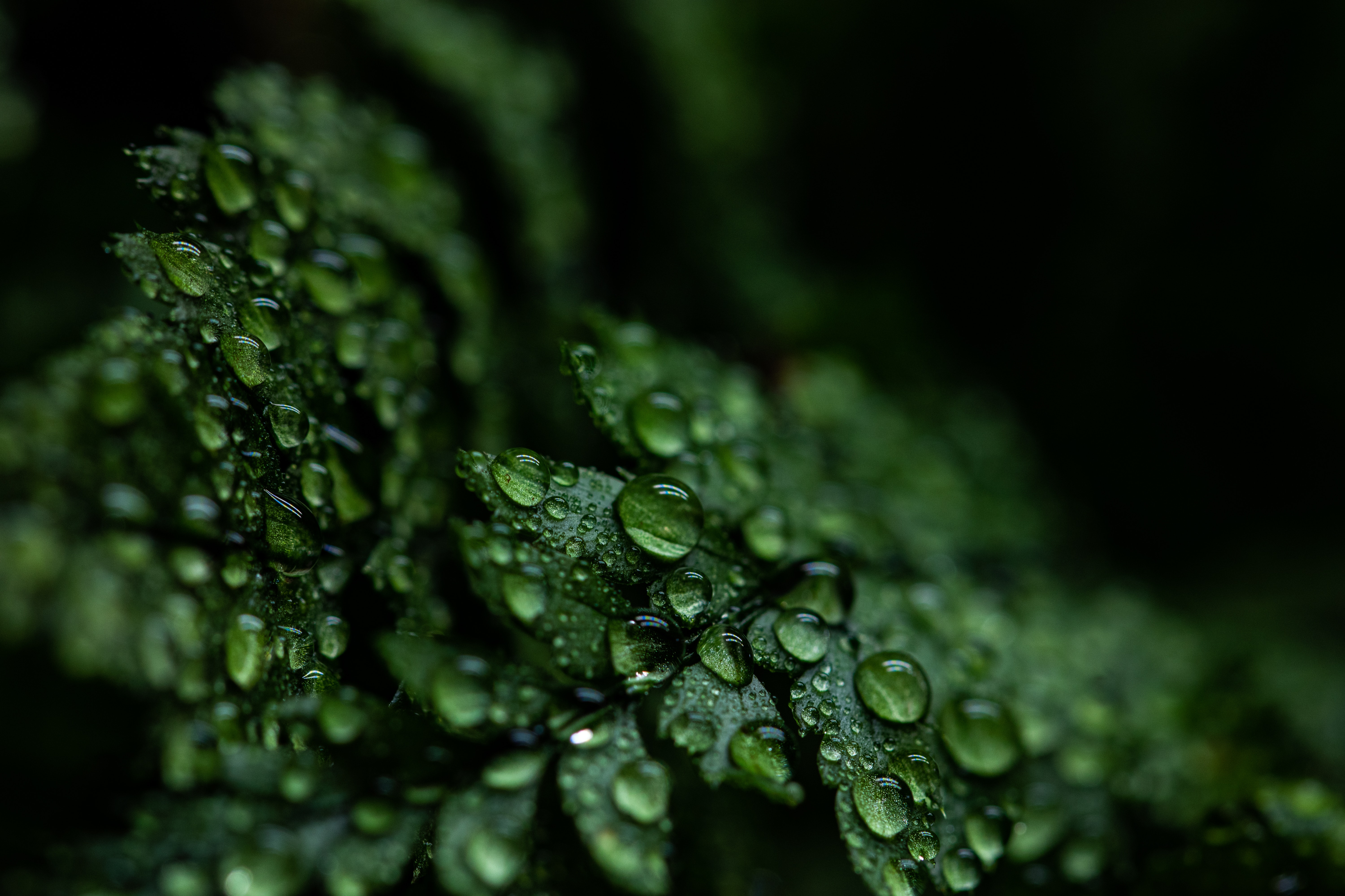Leaves 4k Wallpaper Rain Drops Dark Plant Droplets 5k Nature 1510