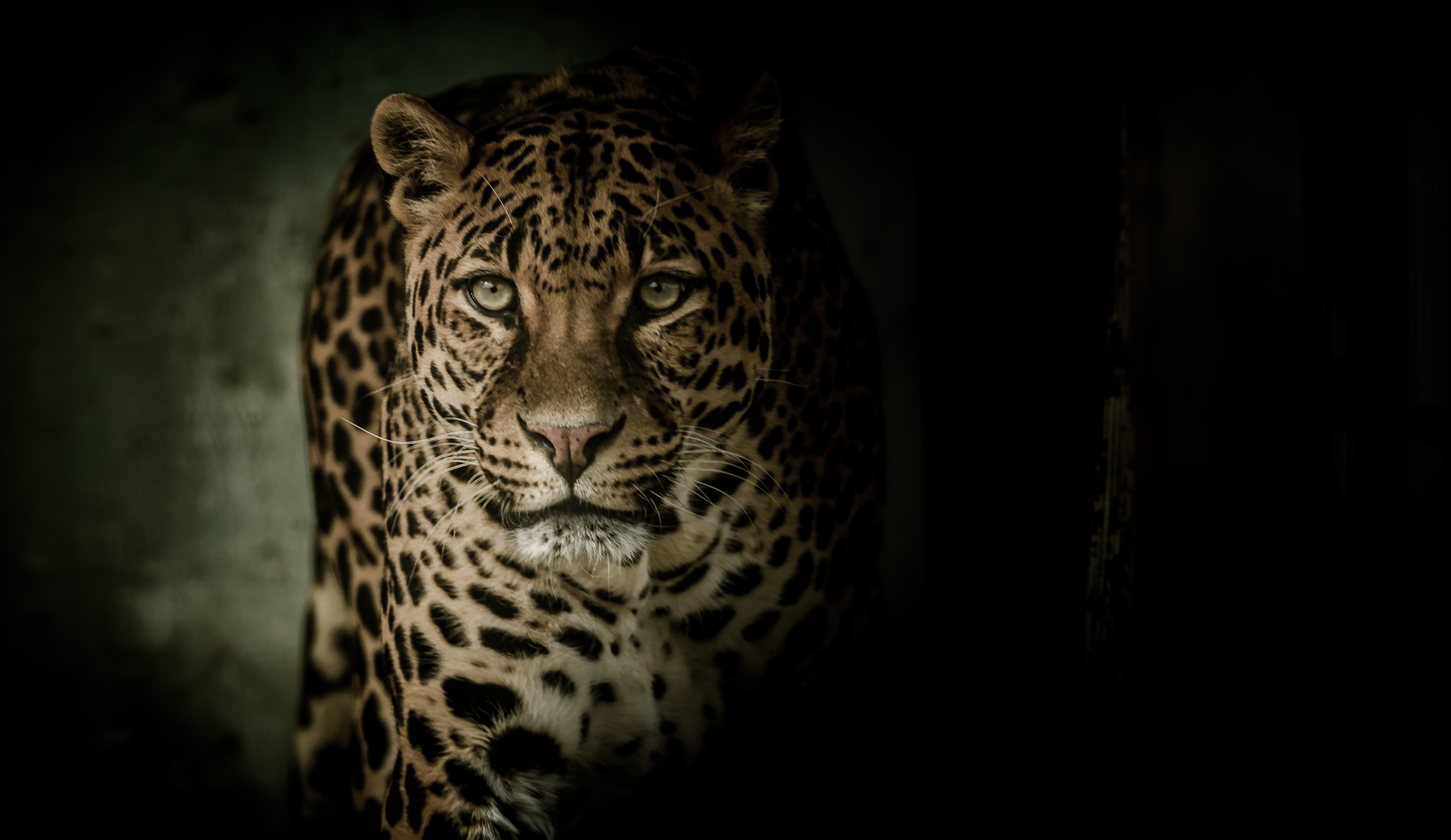 Leopard Wallpaper 4K, Wild animal, Animals, #2359
