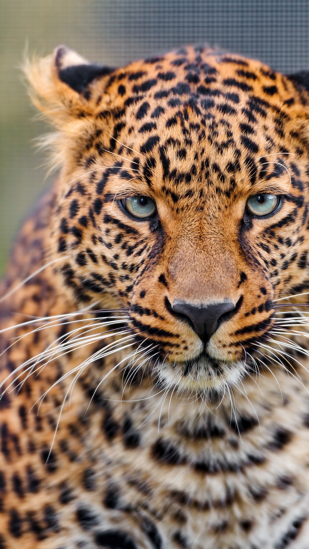 Leopard Wallpaper 4K, Zoo, Wild animal, Closeup, Face, Big cat, Animals