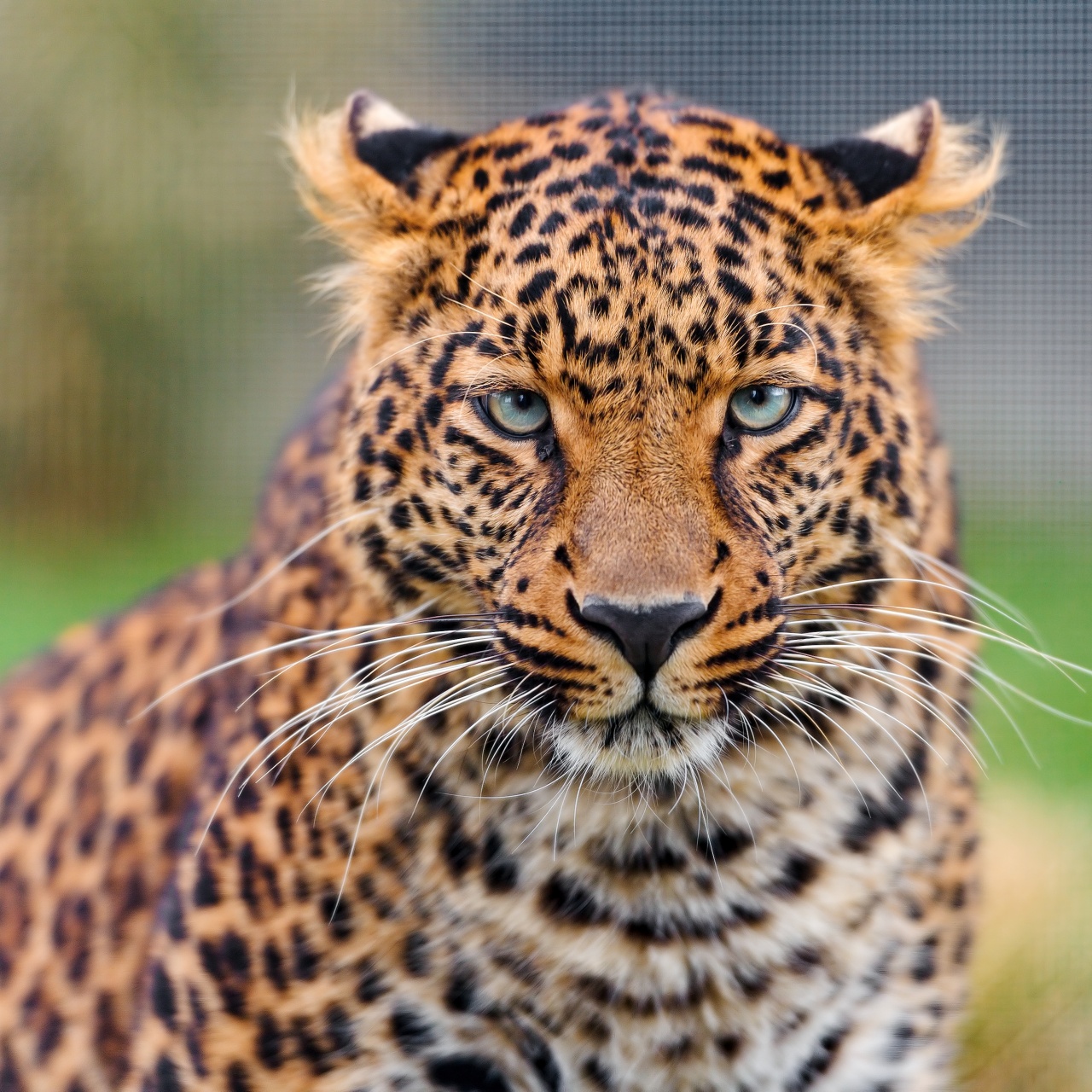 Leopard Wallpaper 4K, Closeup, Zoo, Wild animal, Face