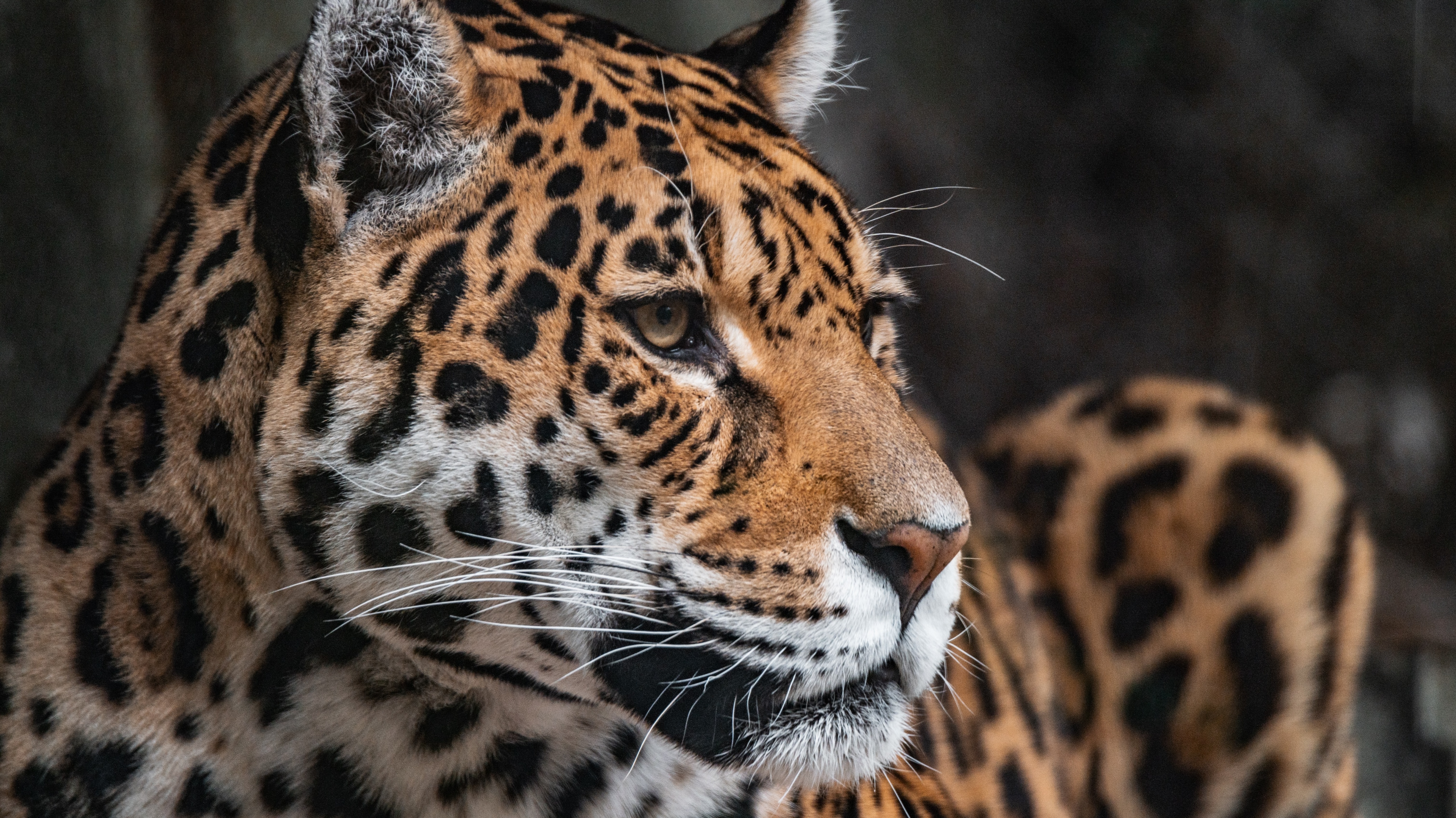 Leopard Wallpaper 4K, Zoo, Wildlife, Jaguar, Animals/Search Results, #2943