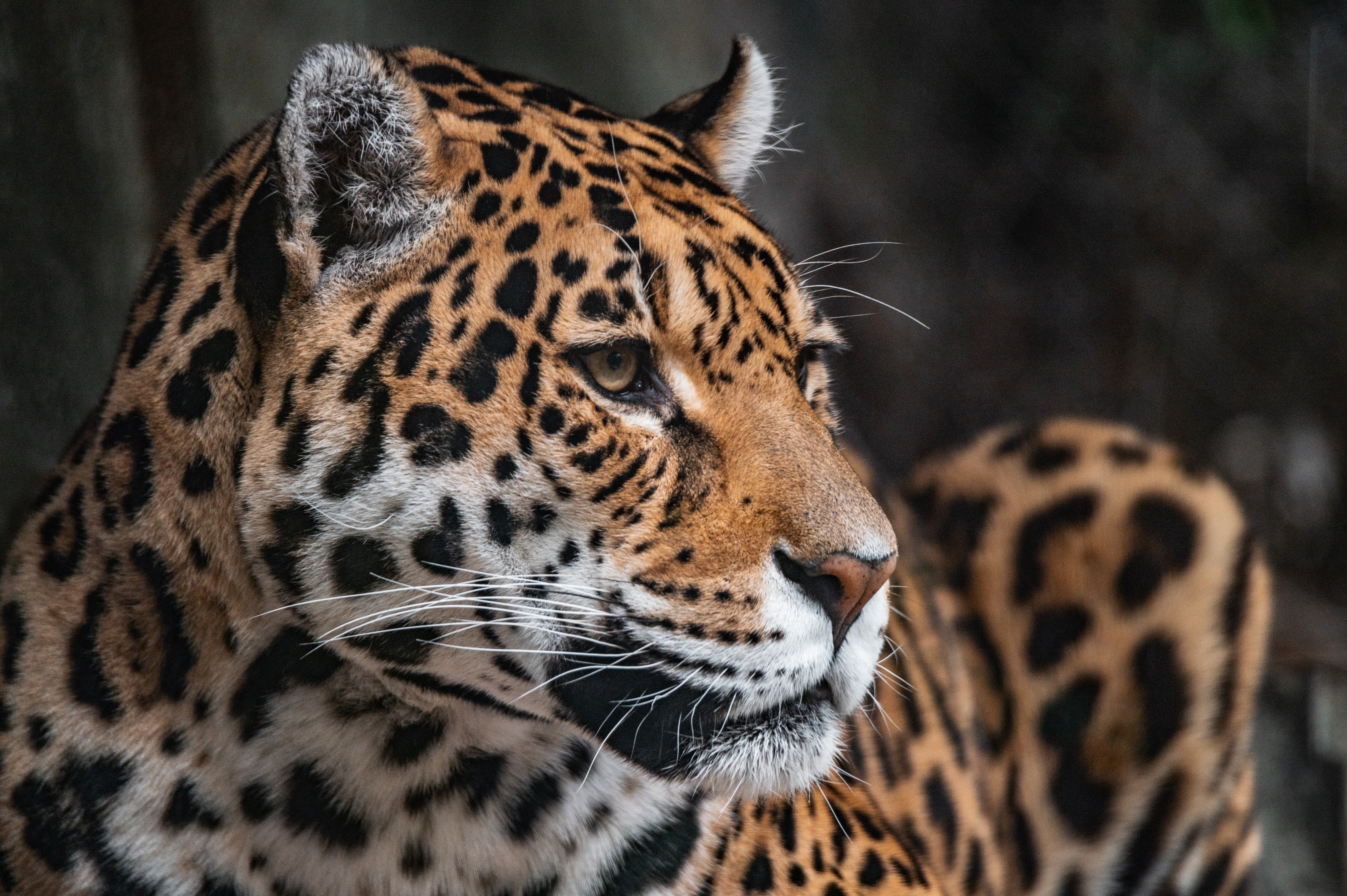 Leopard Wallpaper 4K, Zoo, Wildlife, Jaguar, Animals, #2943