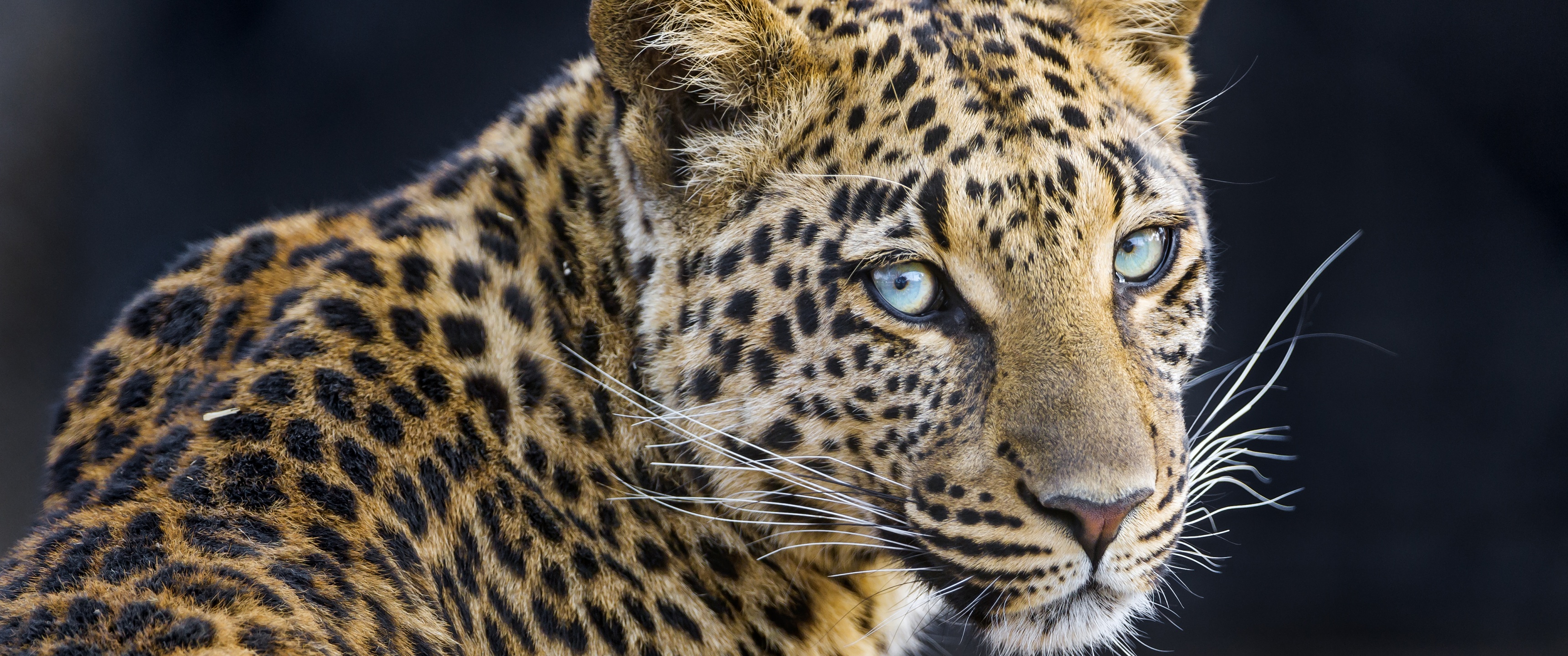 Leopardess Wallpaper 4K, Jaguar, Closeup, Animals, #3180