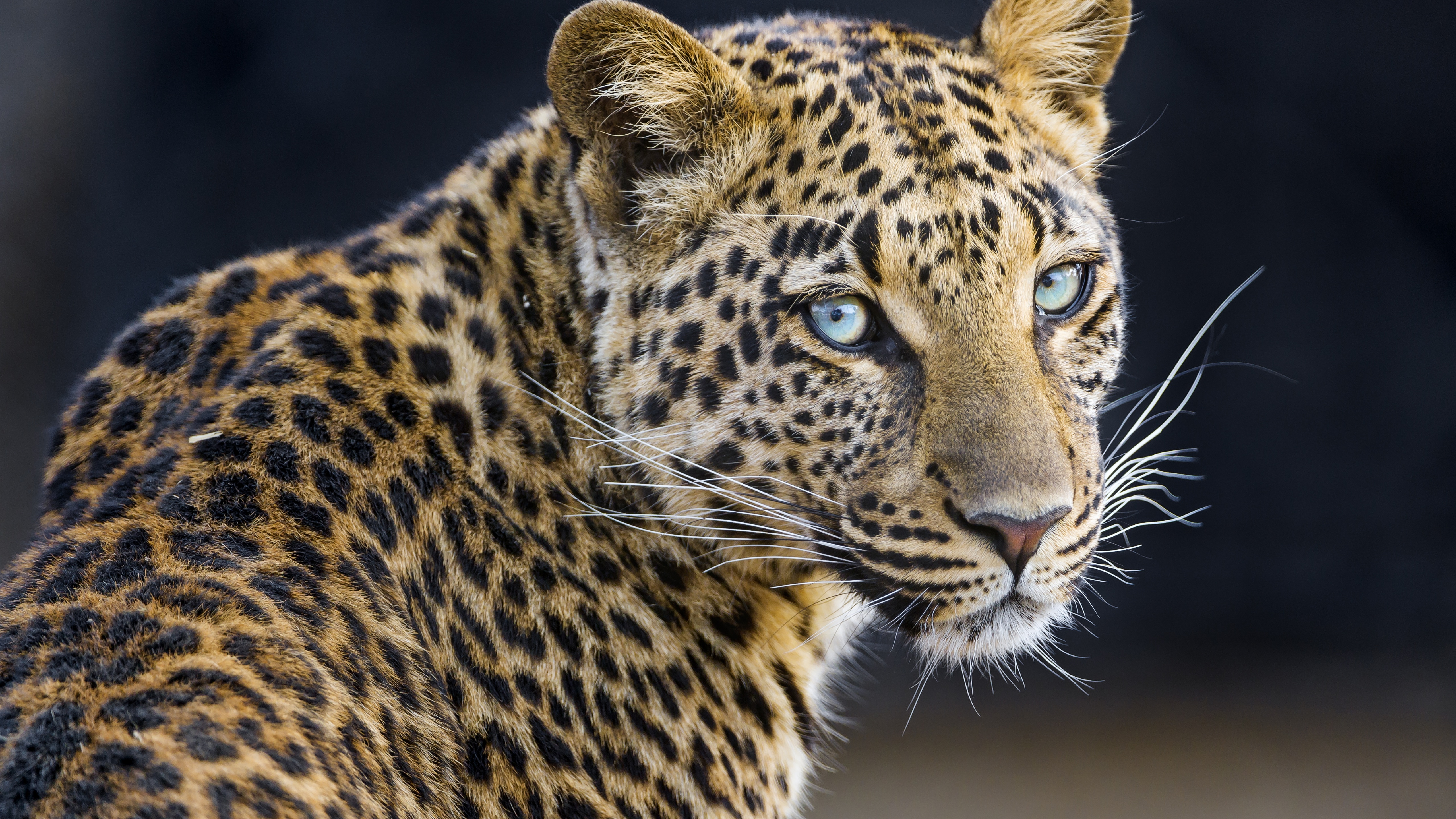 Animal pc. Переднеазиатский леопард. Пятнистый Ягуар. Малоазийский леопард. Переднеазиатский леопард детеныш.