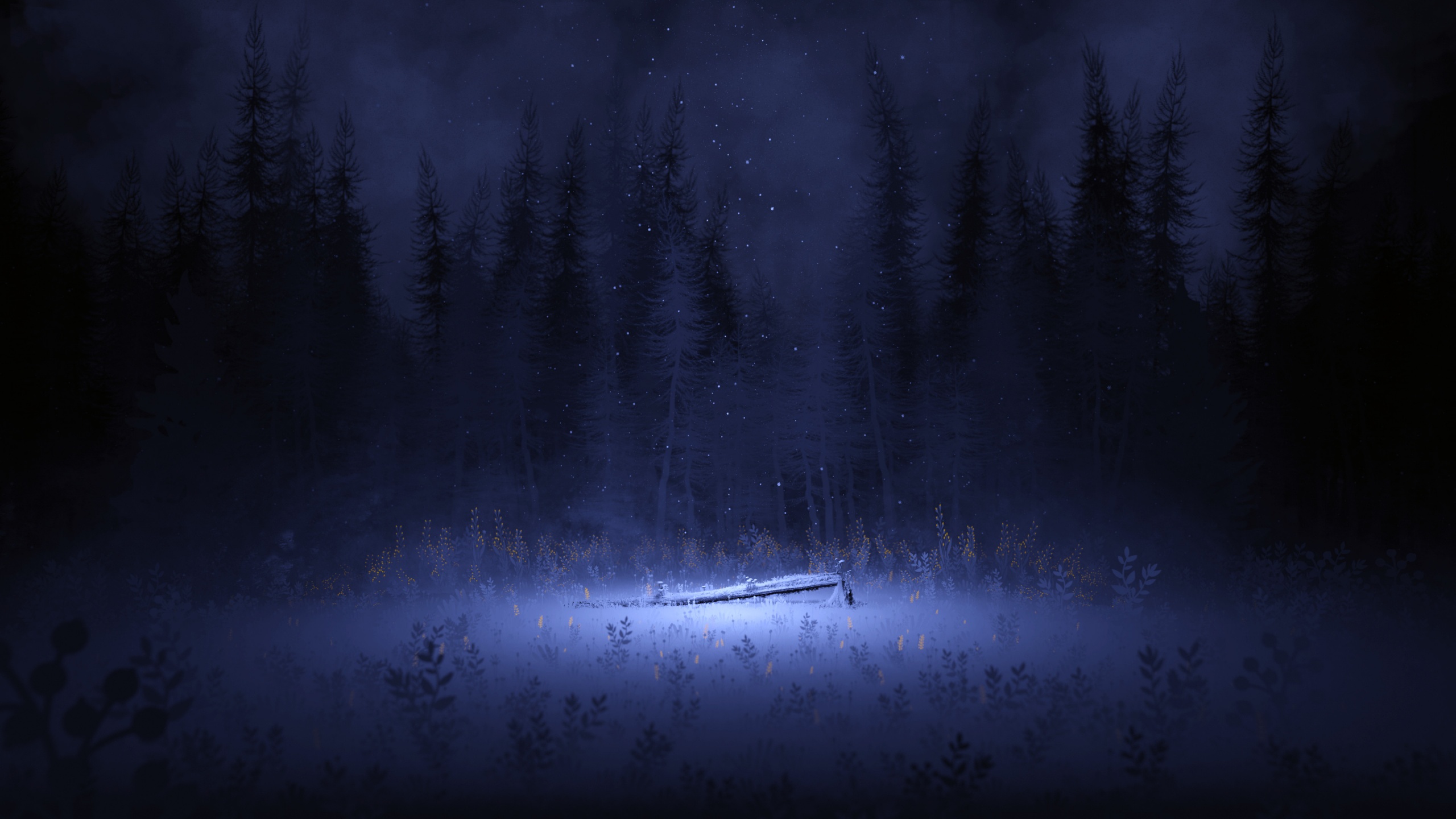 Light Wallpaper 4K, Night, Forest, Winter, Nature, #5431