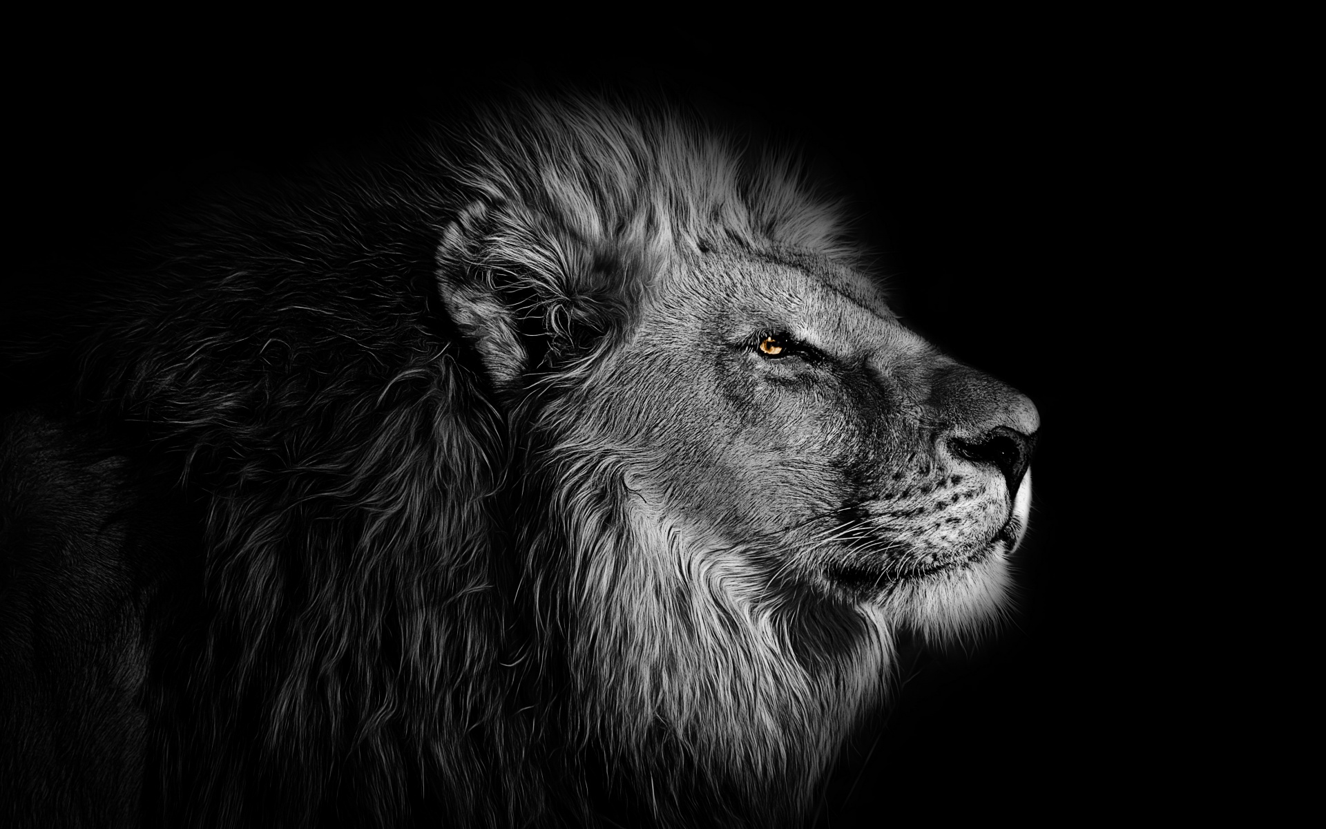  Lion  Wallpaper 4K African Black  background 5K Animals 