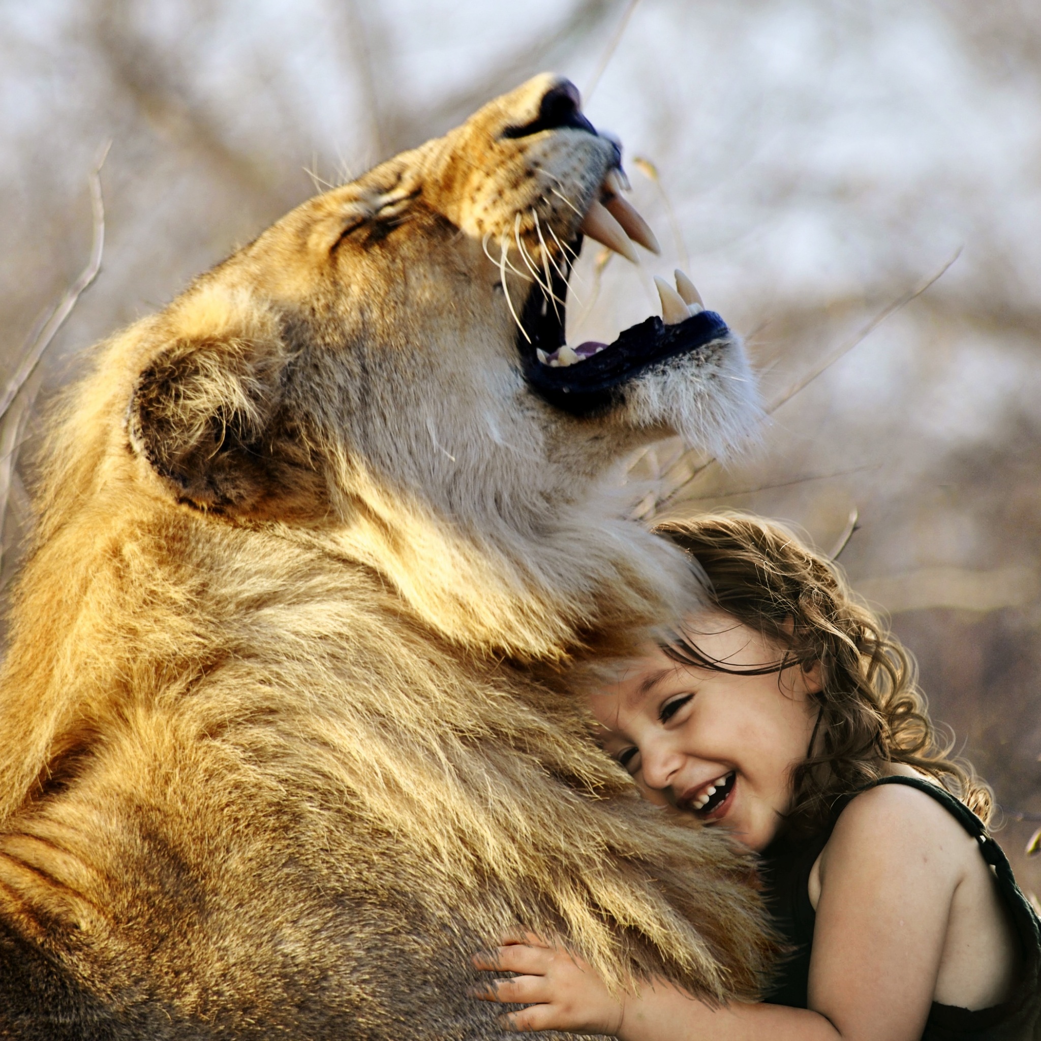 Lion Wallpaper 4K, Cute girl, Cute child, Laughing, Roaring, Wild