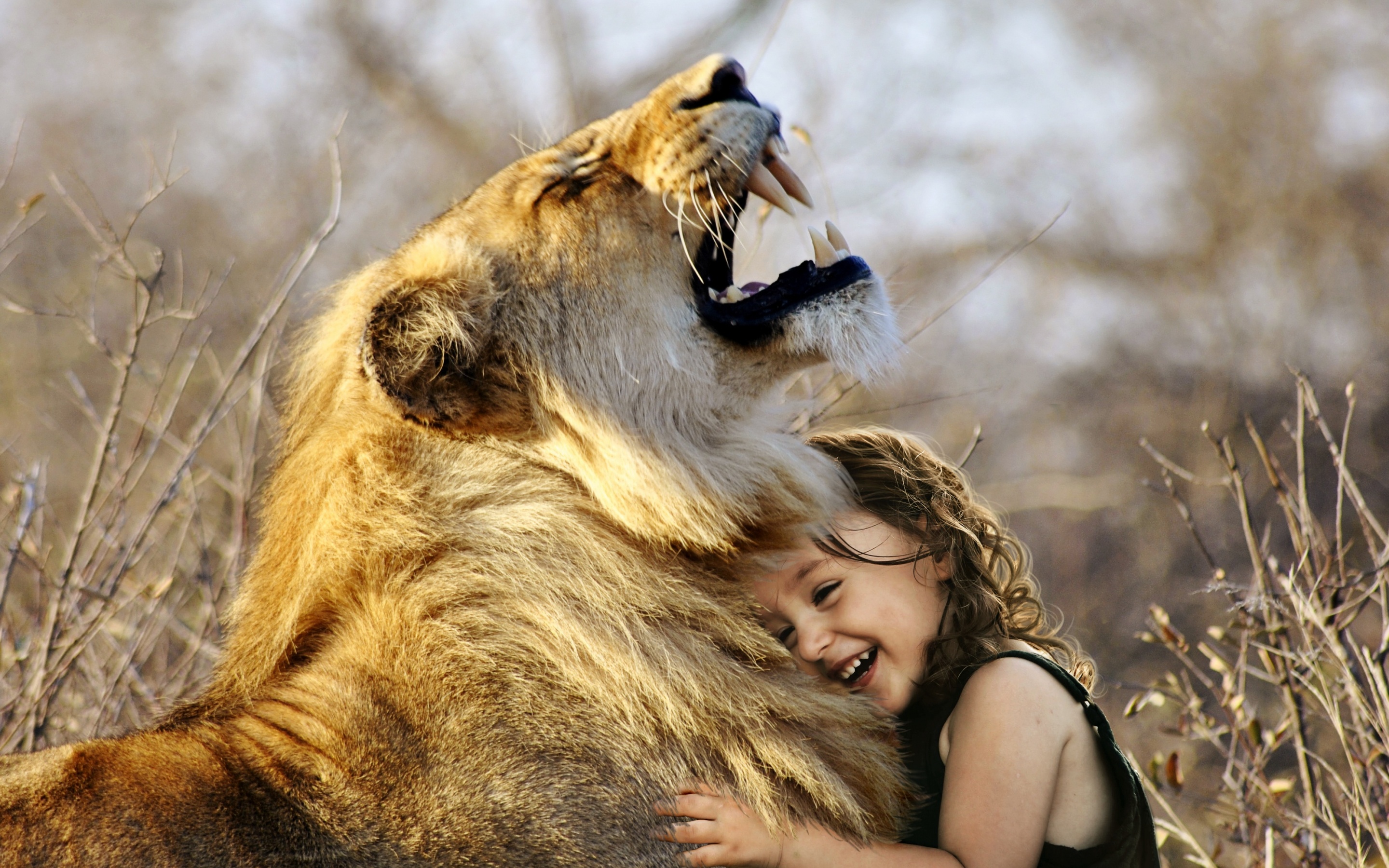 Lion 4K Wallpaper, Cute girl, Cute child, Laughing, Roaring, Wild