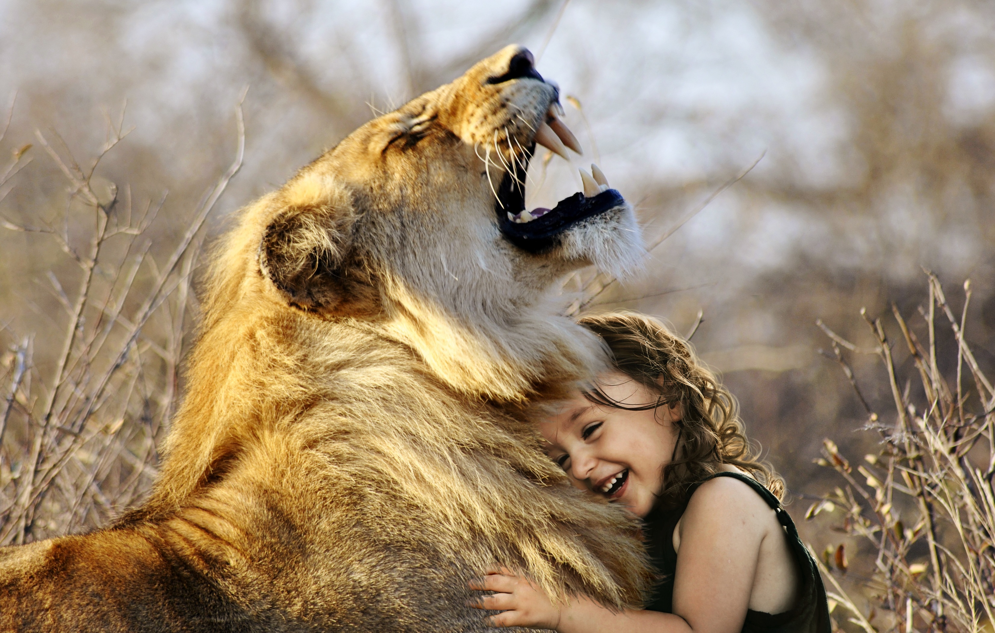 233,300+ Lion Stock Photos, Pictures & Royalty-Free Images - iStock | Lion  roar, Lion face, Tiger