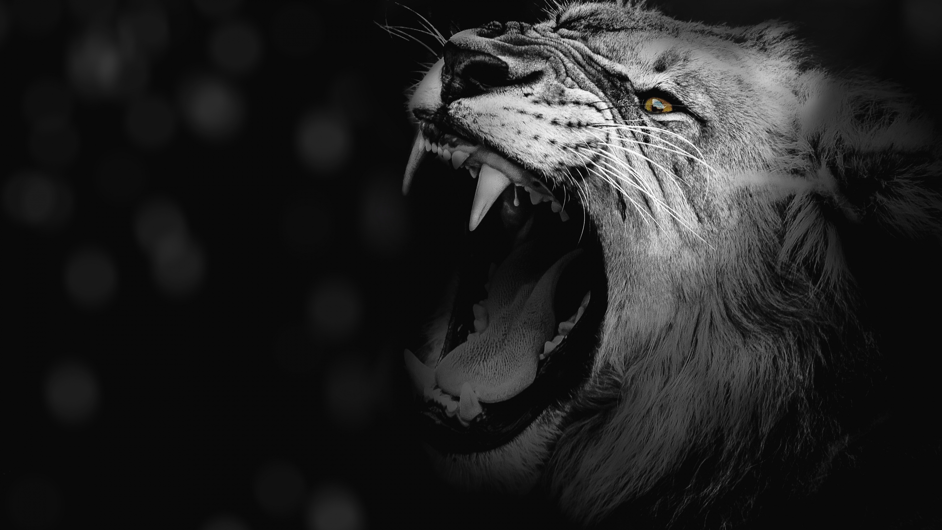 Roaring Lion Minimalist Wallpaper, HD Minimalist 4K Wallpapers, Images and  Background - Wallpapers Den