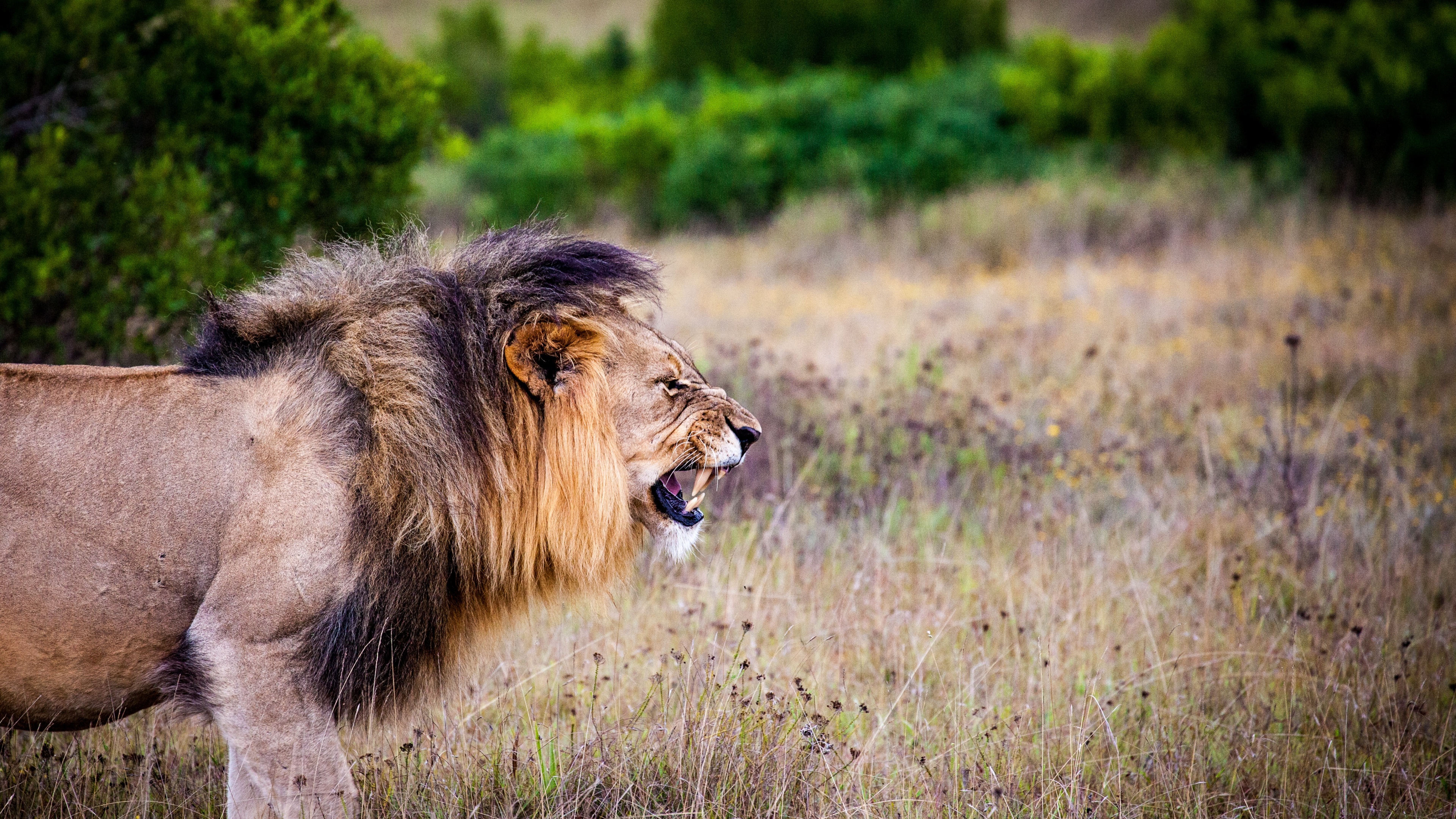 Lion Wallpaper 4K, Roaring, National Park, Animals, #569