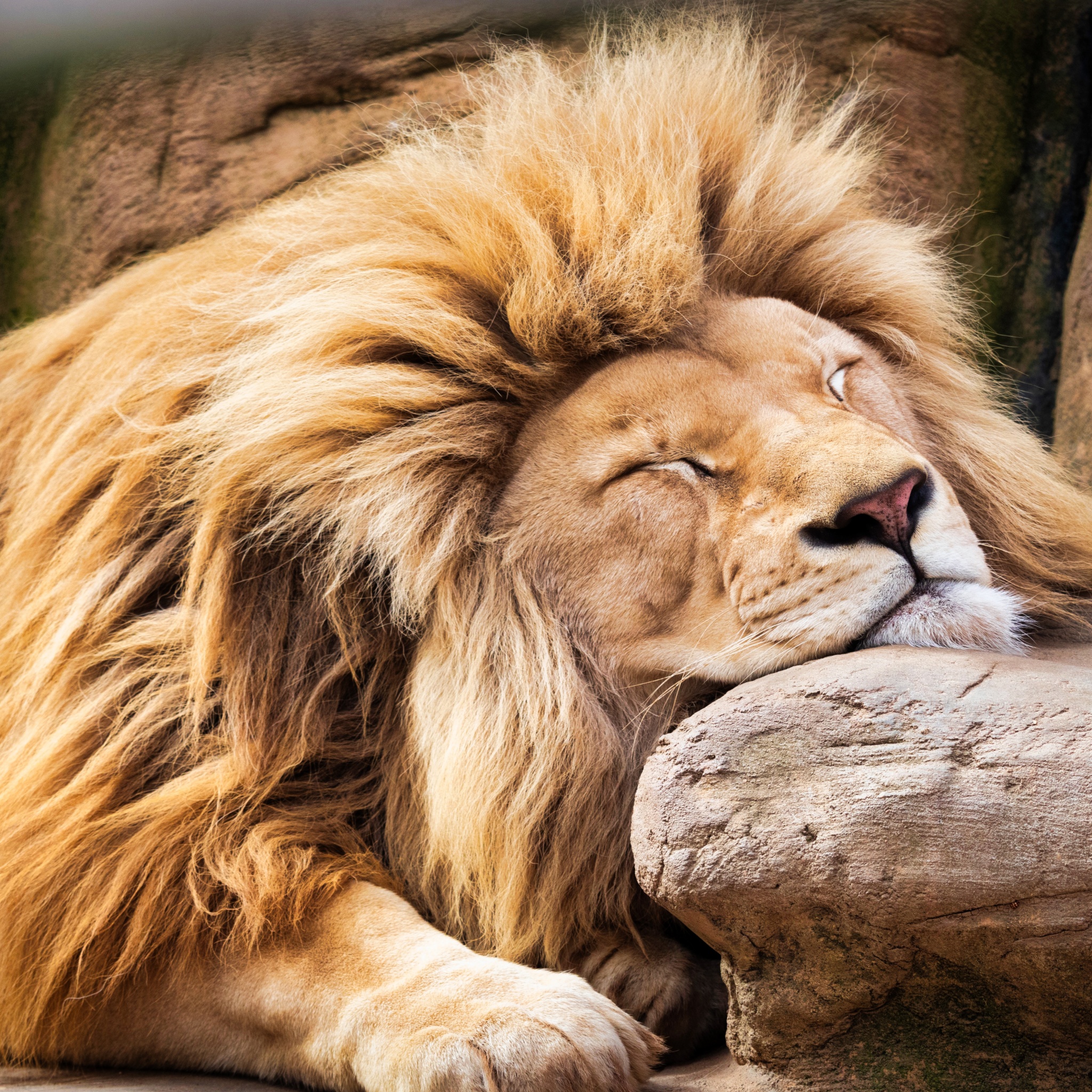 Lion Wallpaper 4K, Sleeping , Barbary lion, African , #8812