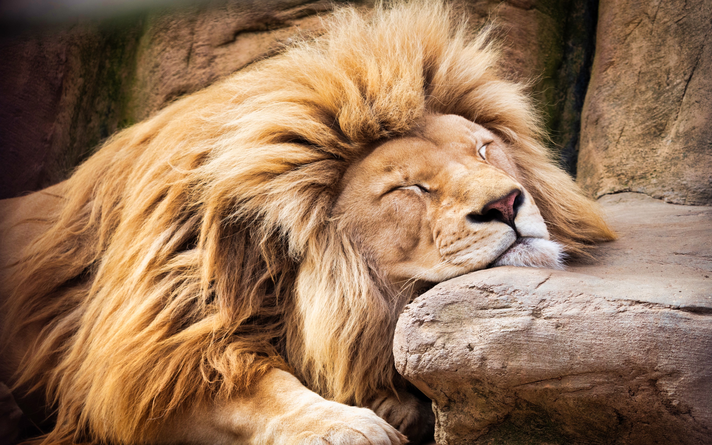 Lion Wallpaper 4K, Sleeping , Barbary lion, African , #8812