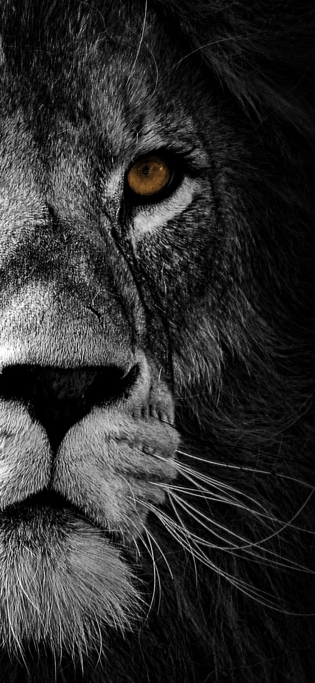 Lion Wallpaper 4K, Wild, African, Predator, Black background, Animals