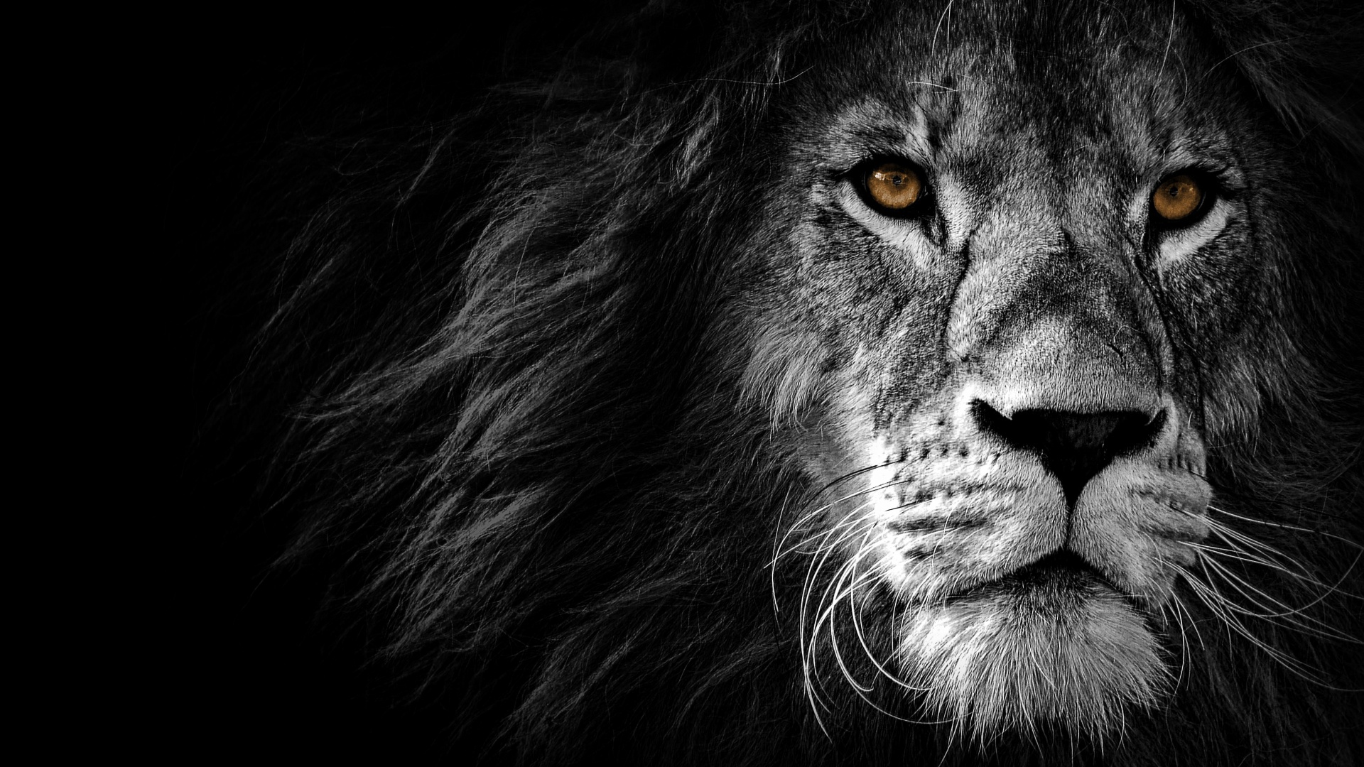110 Lion Wallpaper  Lion Wallpaper Collection  free download   Android  iPhone HD Wallpaper Background Download png  jpg 2023