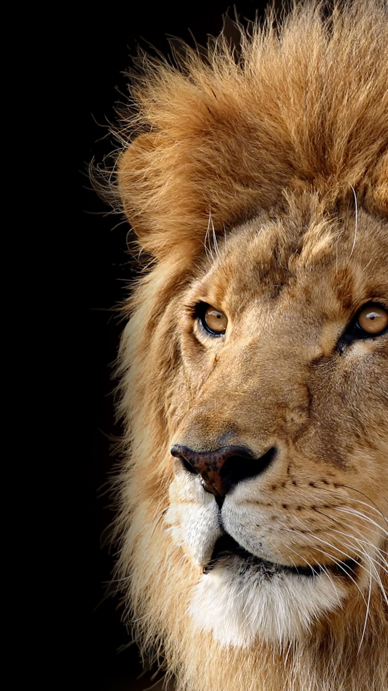 Live wallpaper Lion in the wind DOWNLOAD