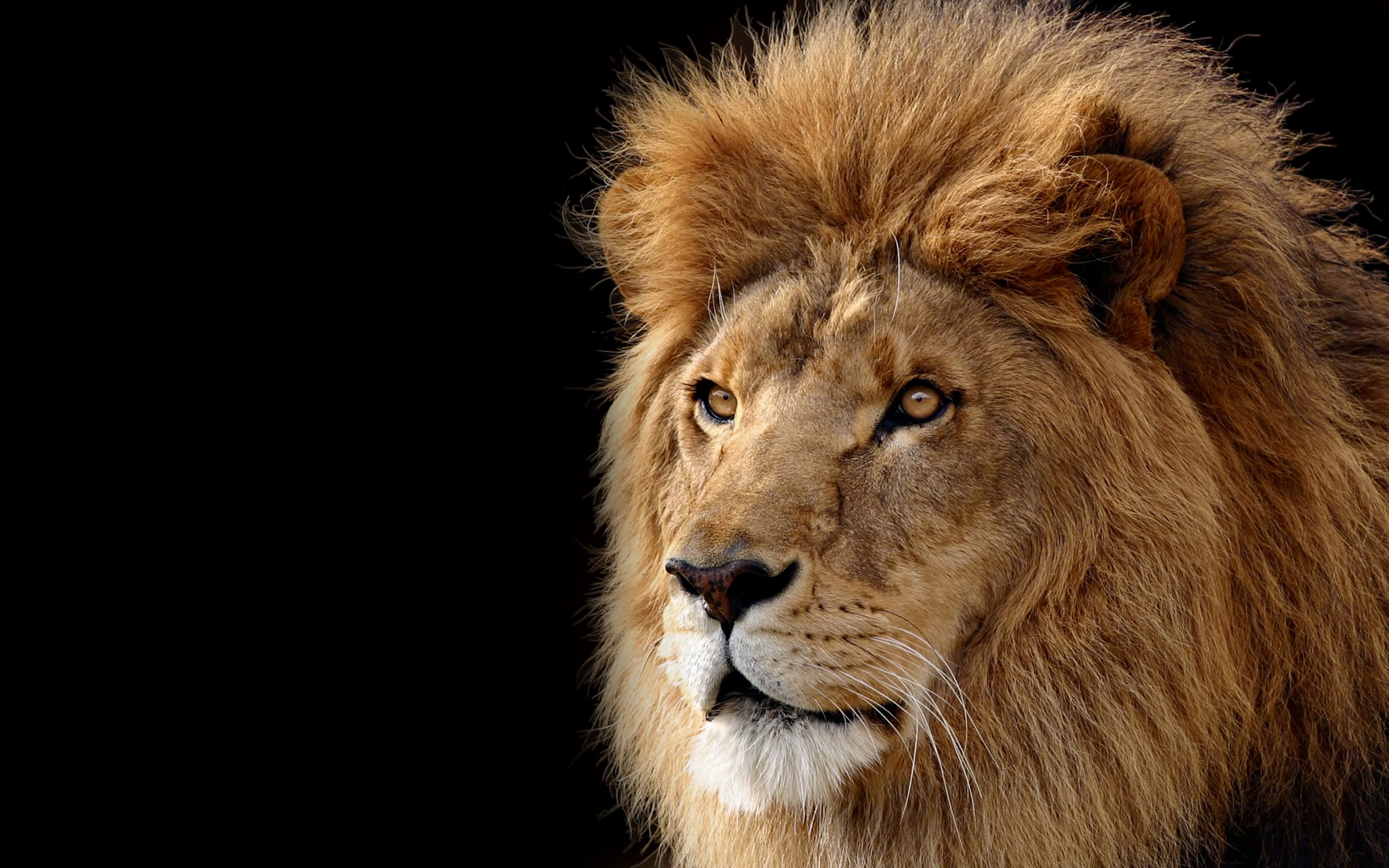 896 angry lion picture  Rare Gallery HD Wallpapers