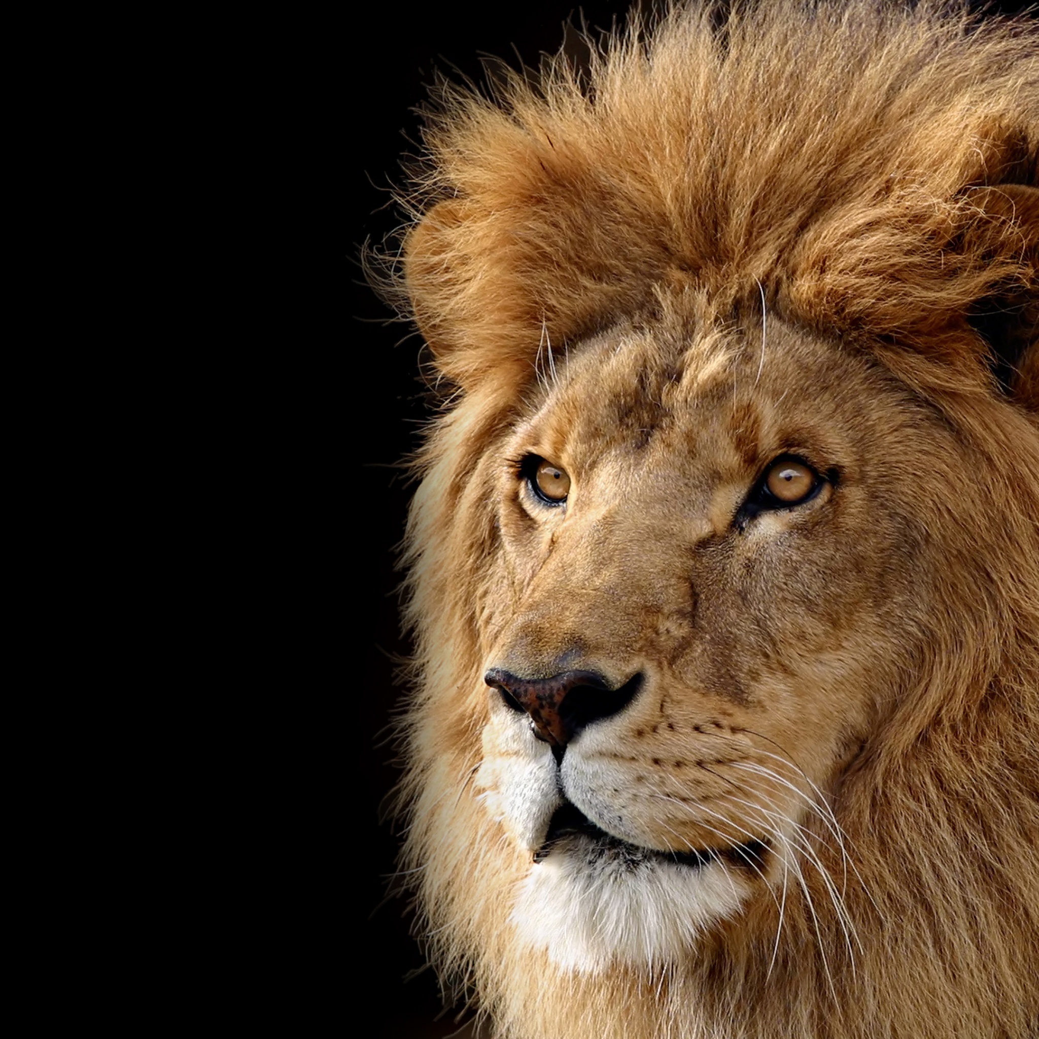 Top 30+ Photos mac os x lion wallpapers Completed