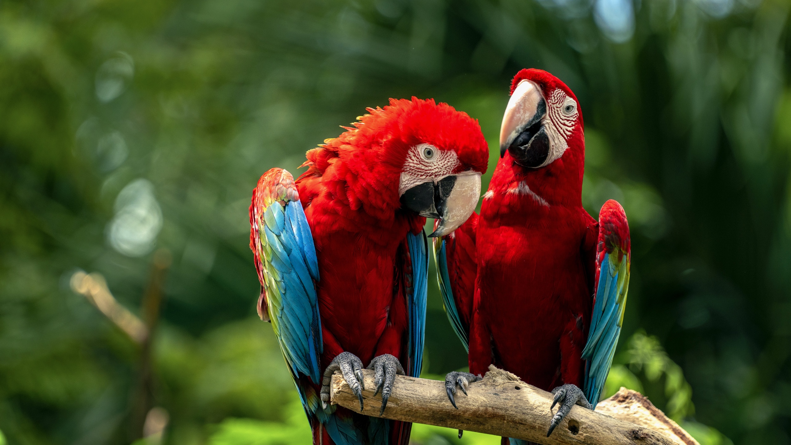 Parrot Couple In Love Lovebirds Stock Photo  Download Image Now  Animal  Animal Themes Love  Emotion  iStock