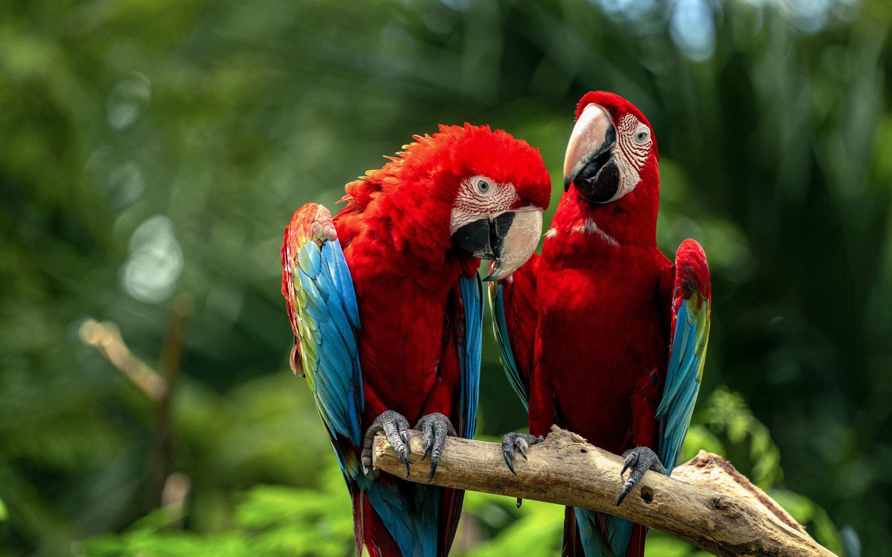 Macaw birds Wallpaper 4K, Couple, Colorful, Animals, #7464