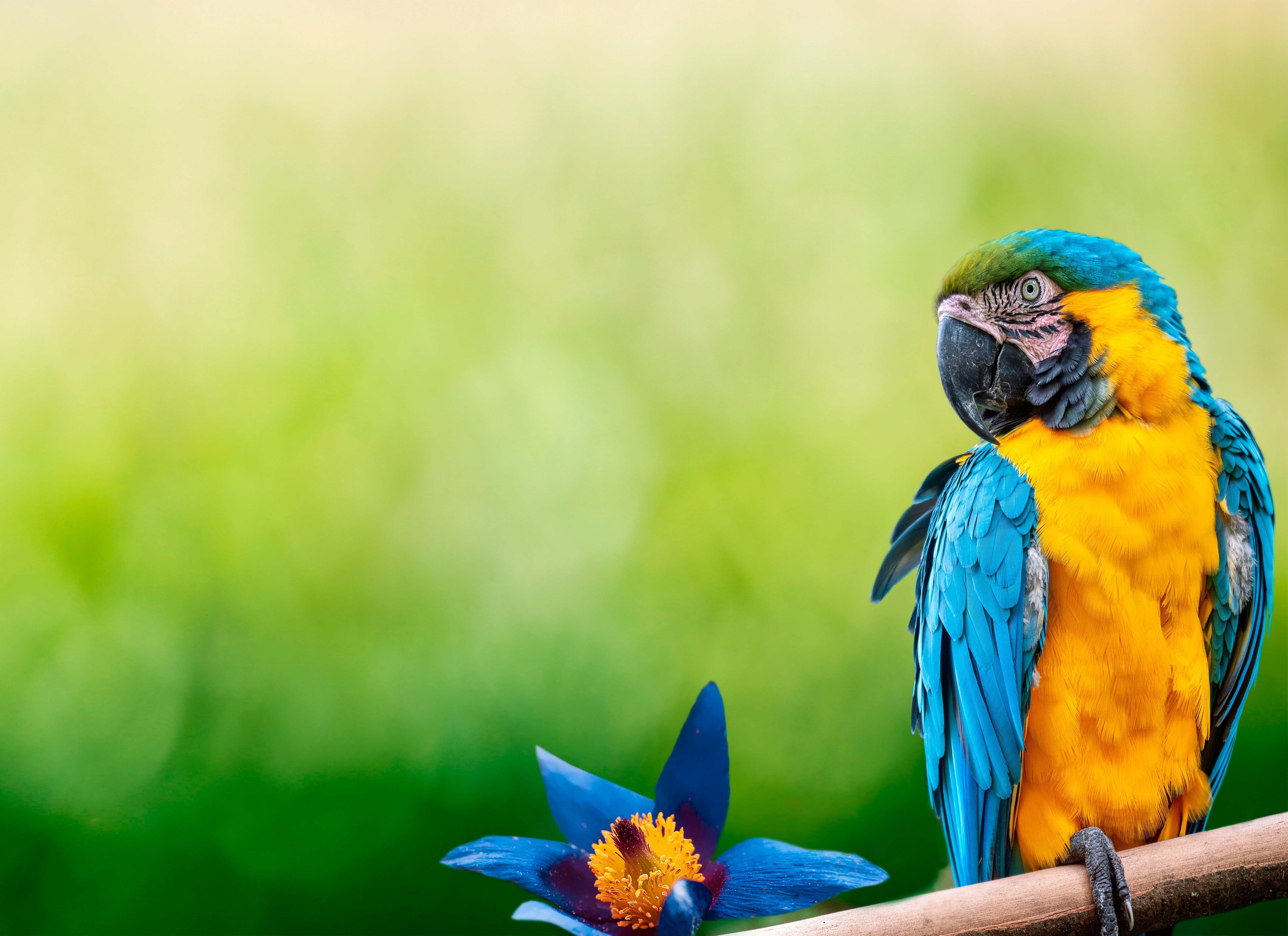 Parrot Macaw Bird Hd Wallpaper Background Mobile Phone Laptop 3840x2400   Wallpapers13com
